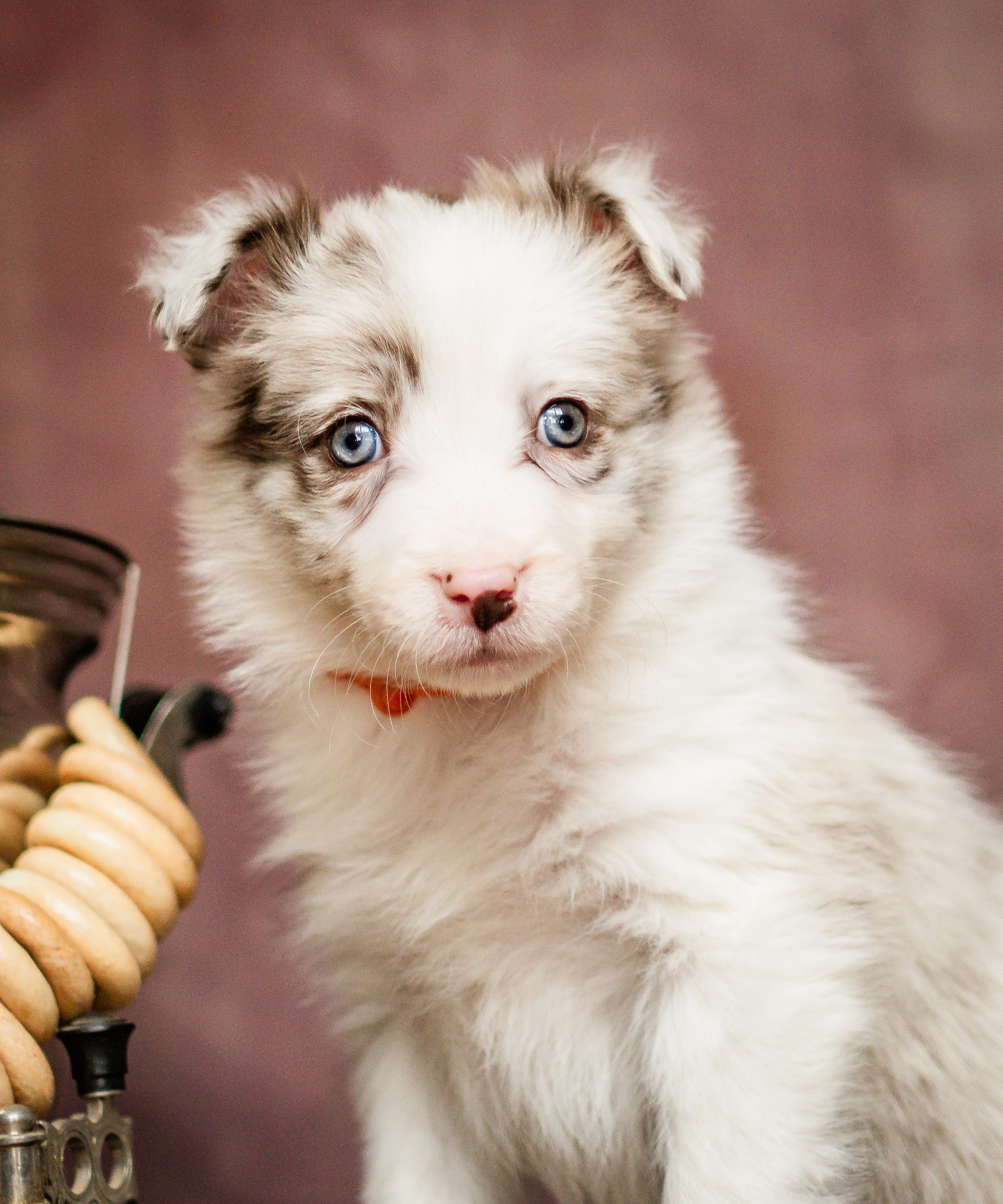 Фритсвит. Семейный фотограф Ефремова Виктория