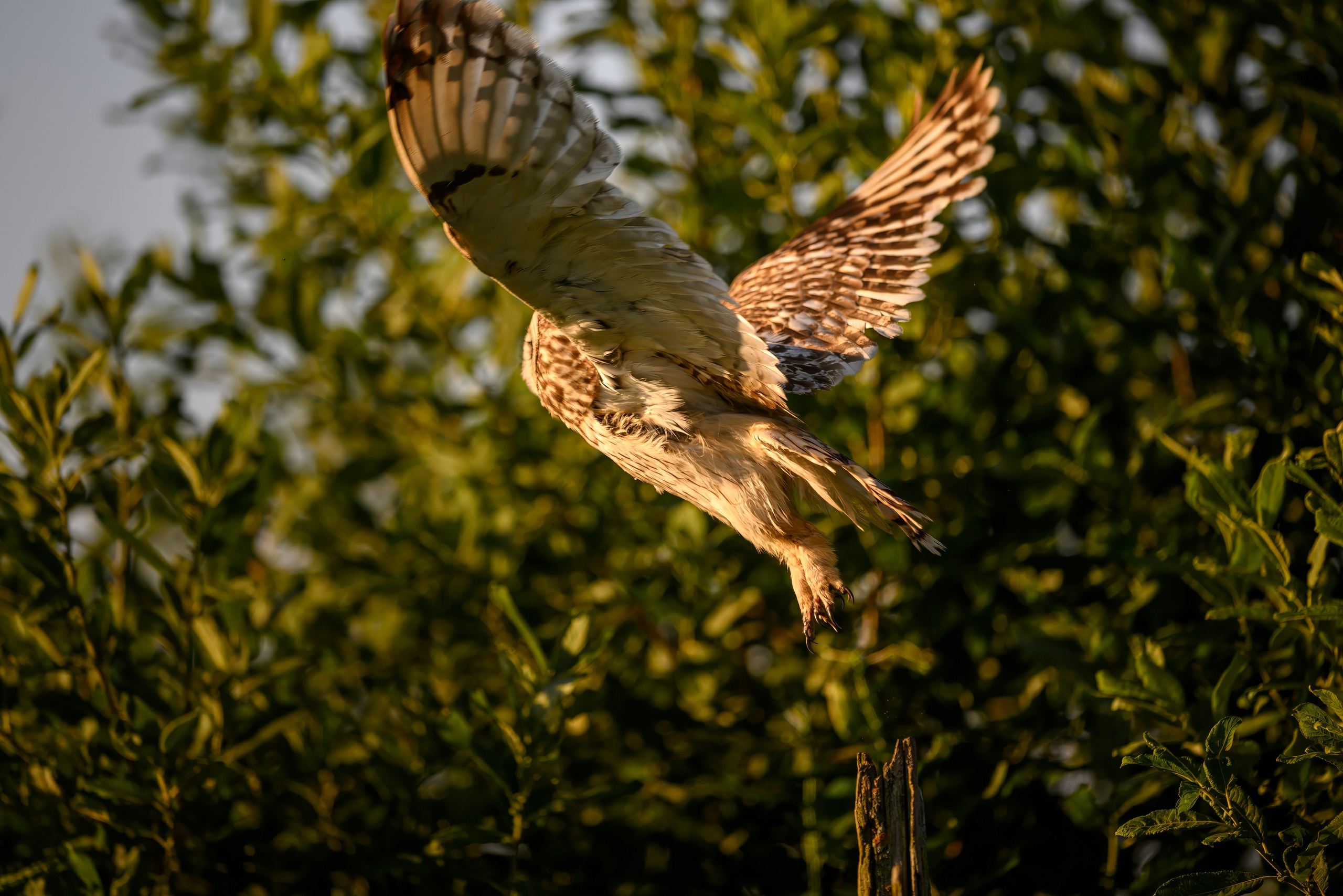 Сова и совята. Owl and owlets. Фотограф Сергей Пупонин