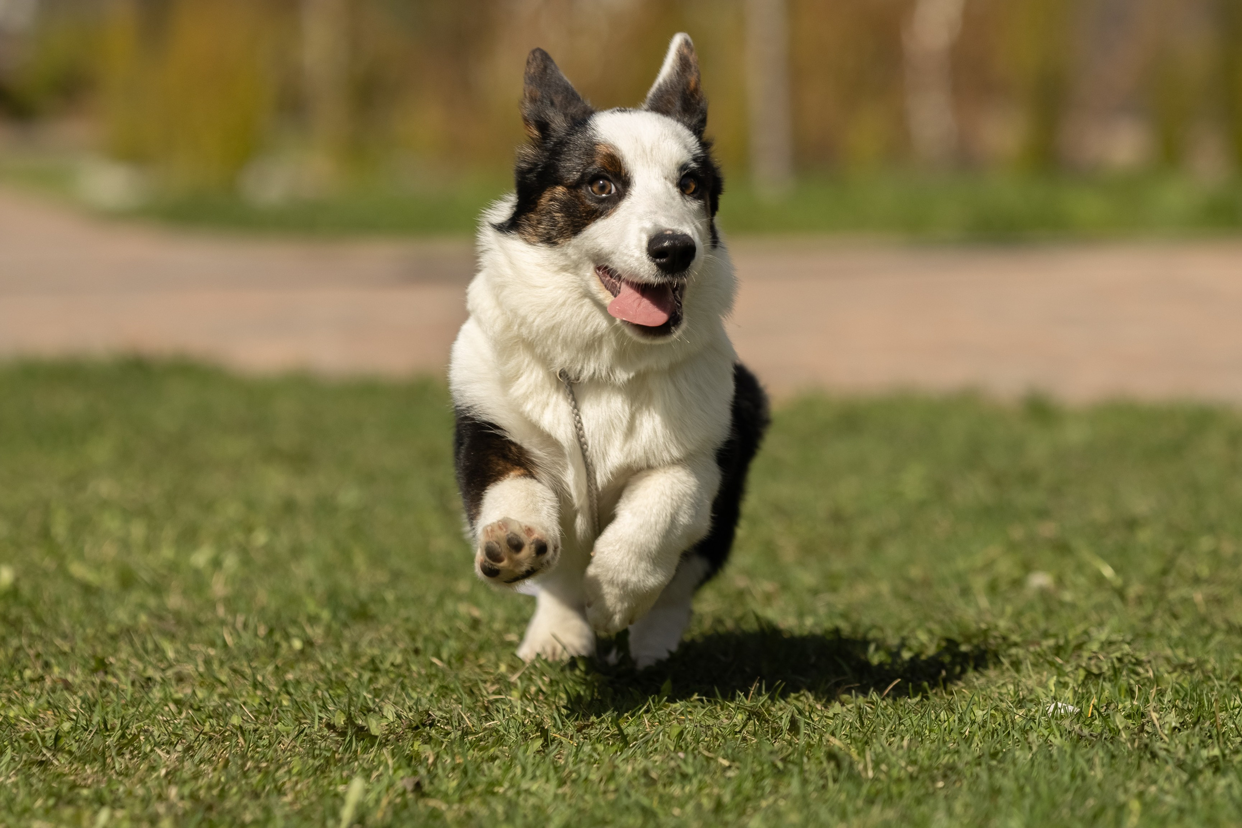 Купить щенка вельш корги кардиган из питомника Ice Fantasy. Купить щенка Вельш-корги-кардиган в семейном питомнике — Ice Fantasy