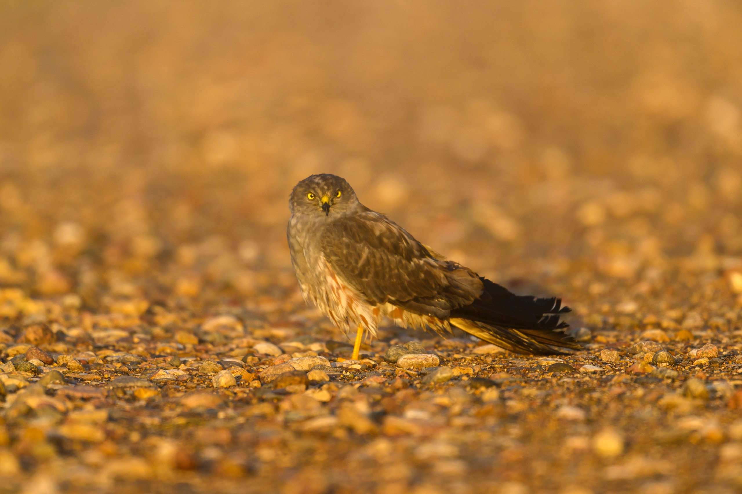 После шторма. After the storm. Фотограф Сергей Пупонин