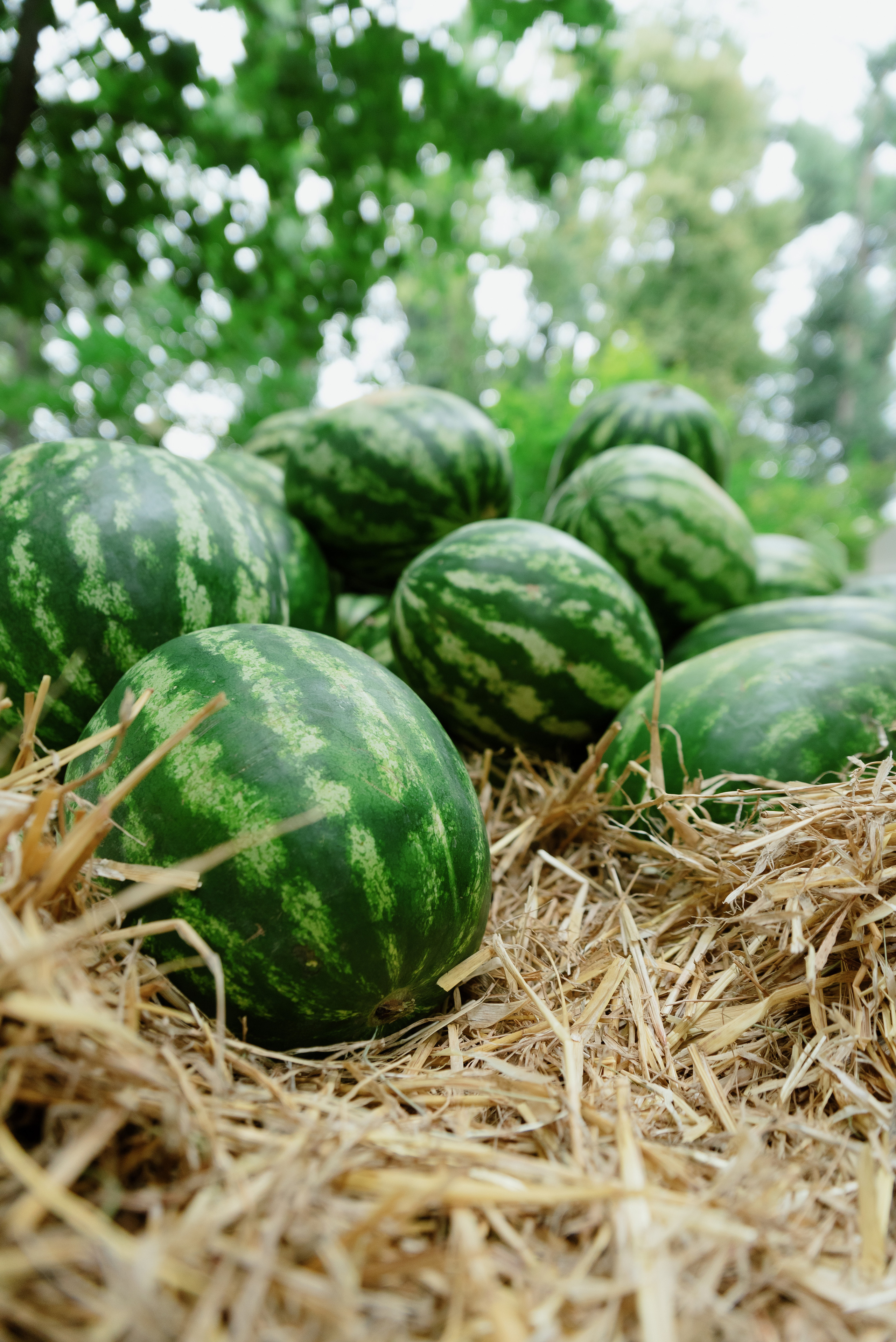 Перекрёсток на Фестивале российского рока. Фотограф в Москве