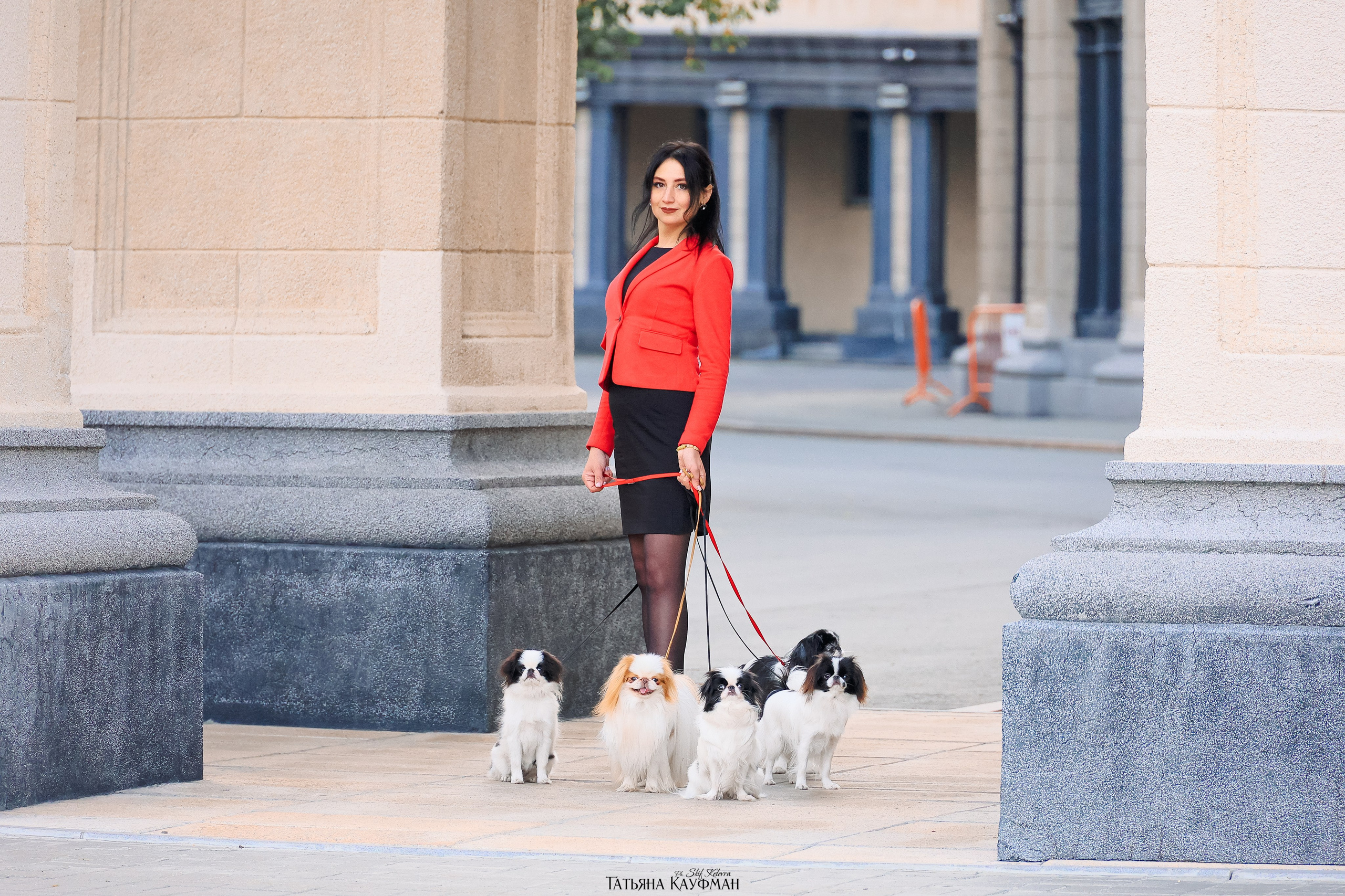 Японские хины в Новосибирске. Фотограф Анималист из Новосибирска Татьяна Кауфман