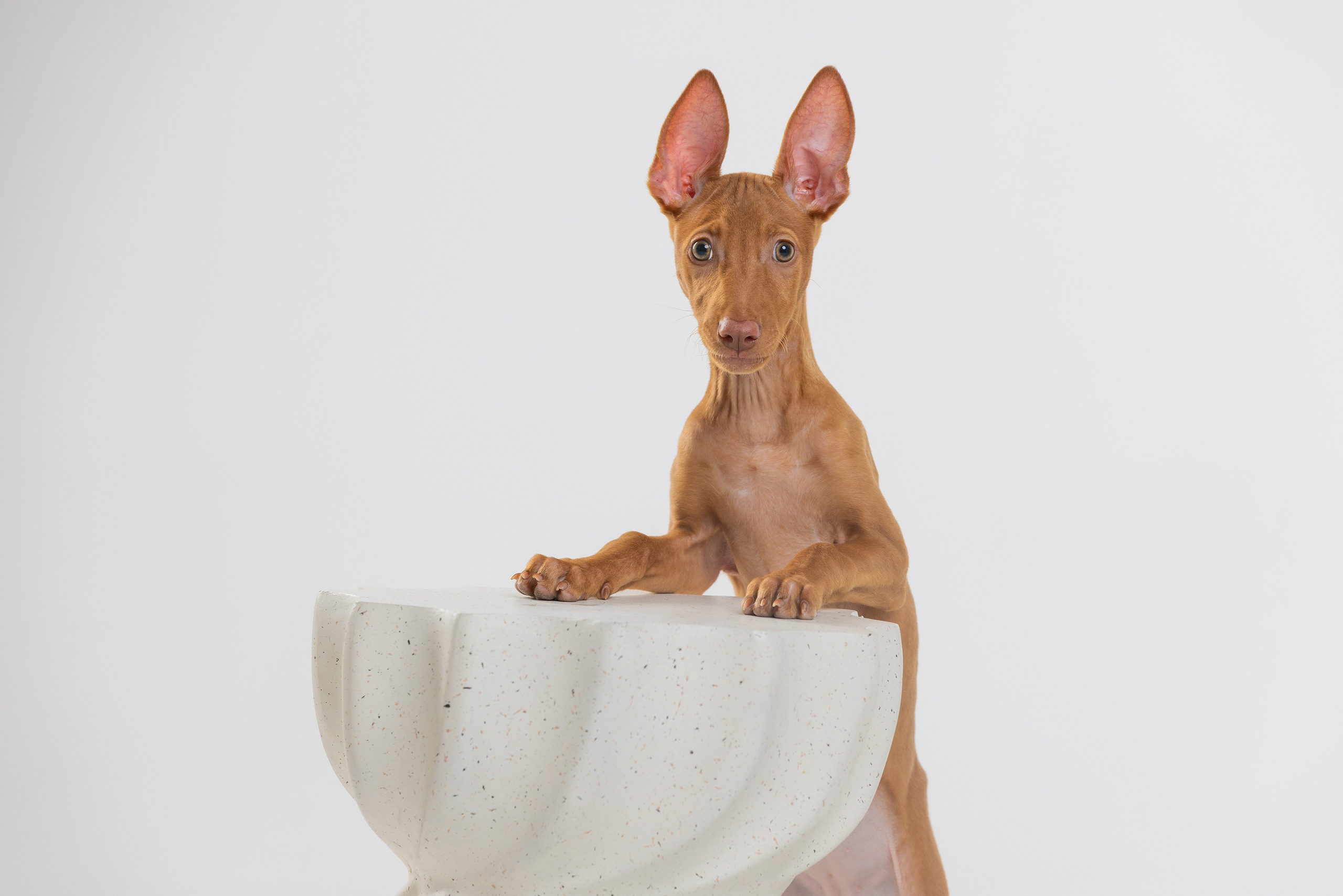 Фотограф Алена Звездина