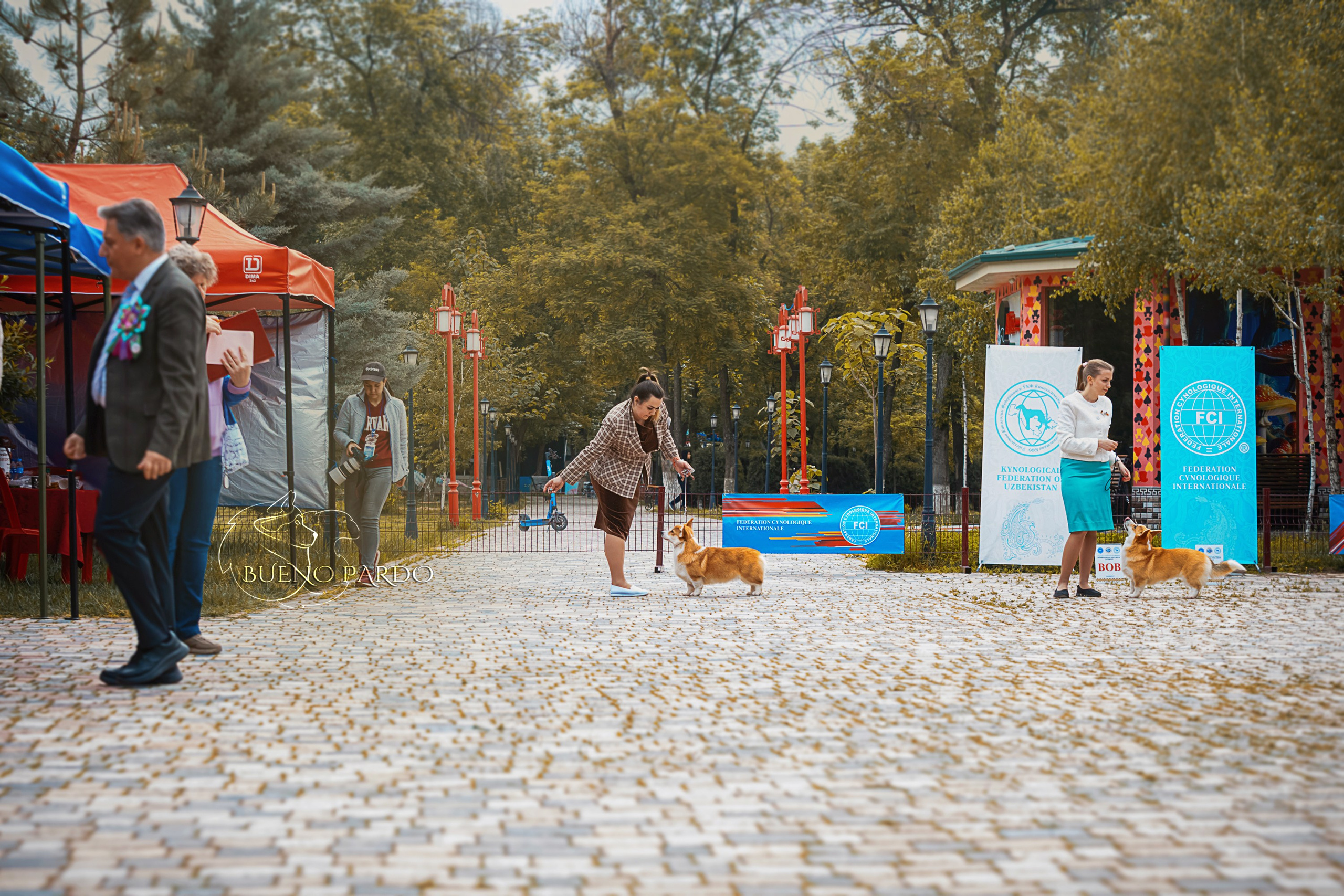 Собаки питомника Bueno Pardo. Питомник собак Акита, Хаски, Корги