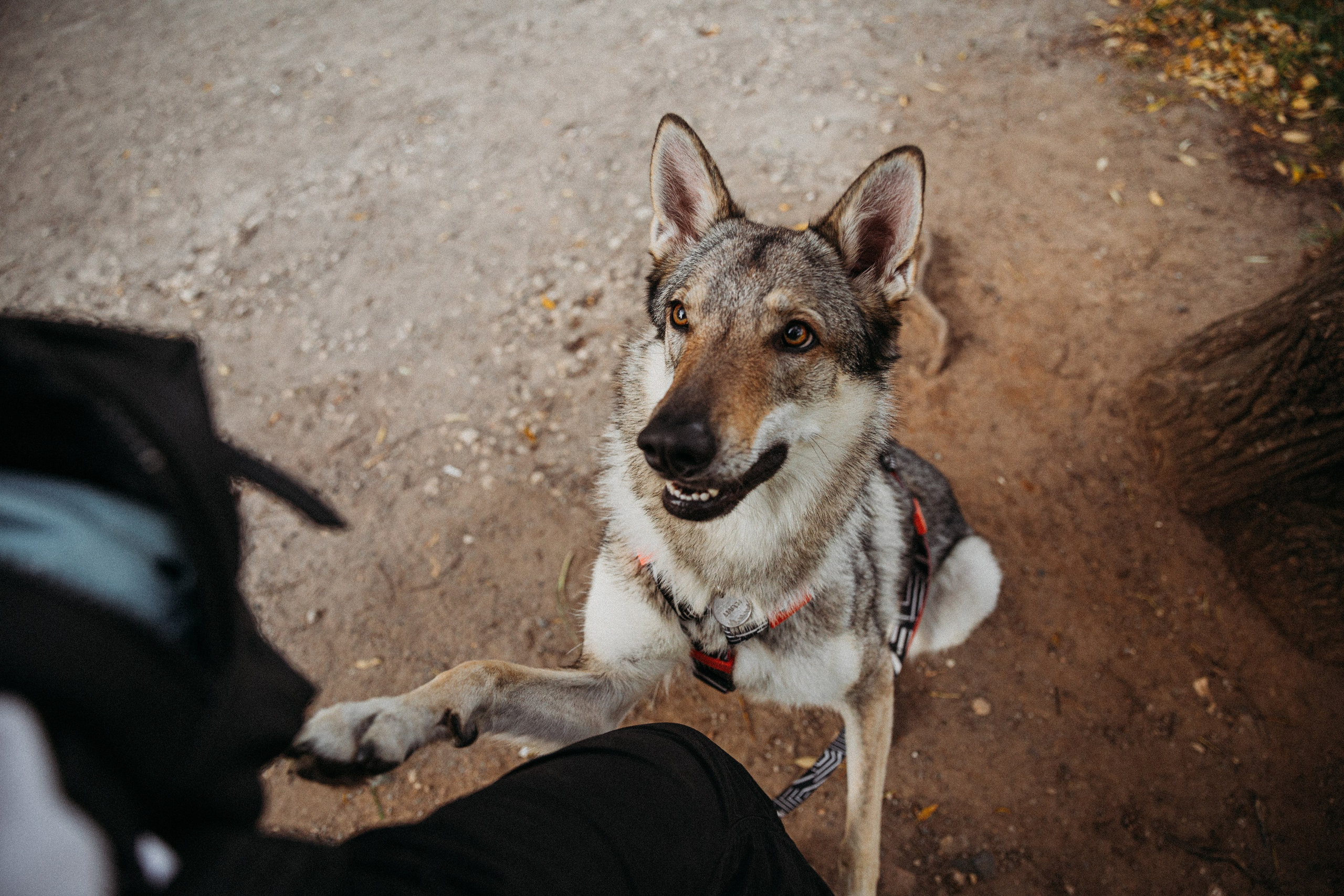 Фотограф-анималист в Москве Соломонова Варвара