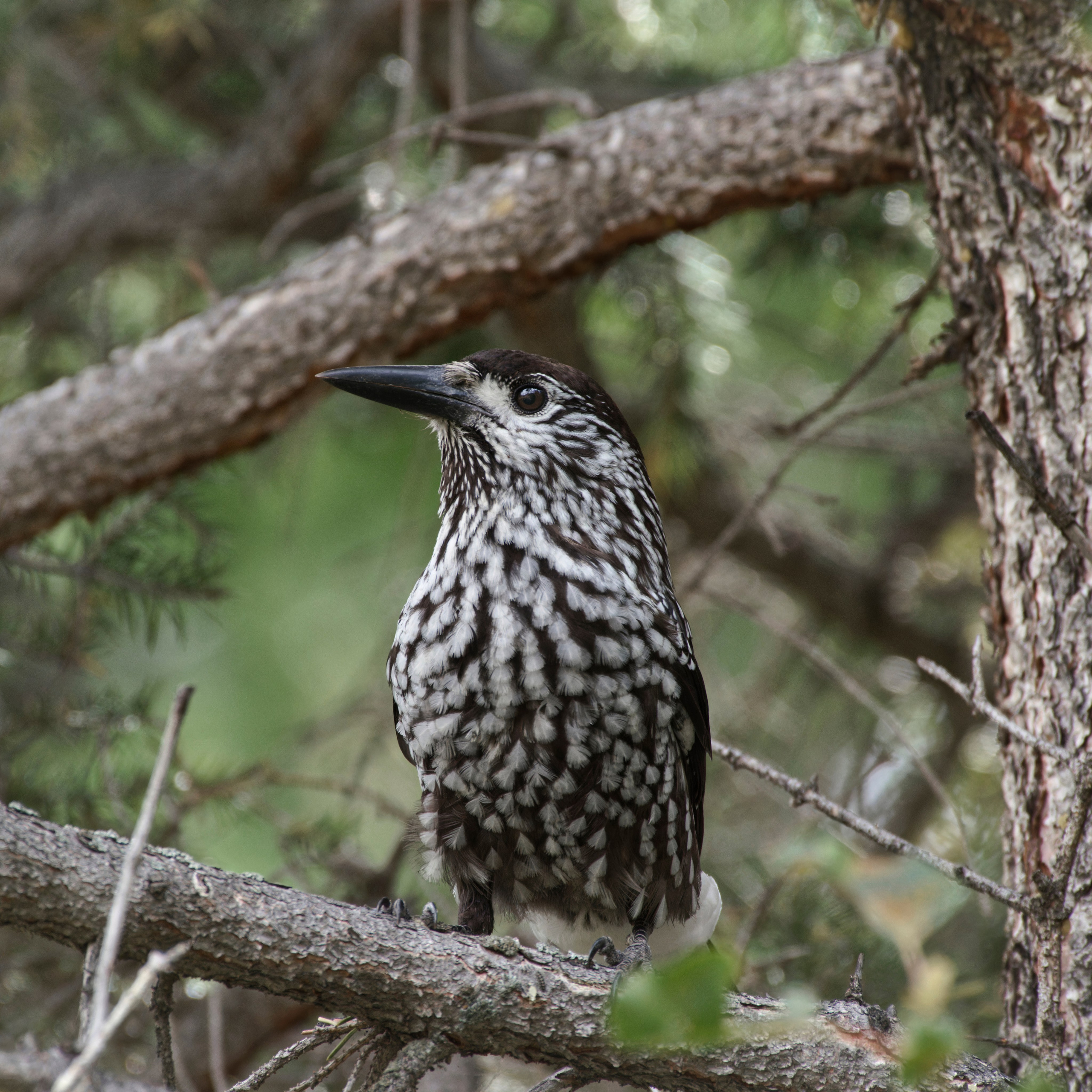 Путешествие по южному Алтаю. Семоха Валерий. Фотограф