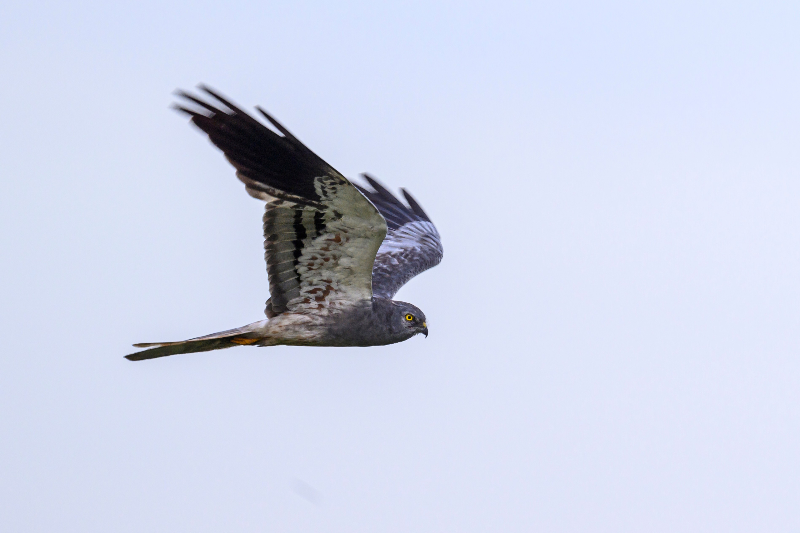 Луни и цапли | Harriers and Herons. Wildlife photography by Sergey Puponin