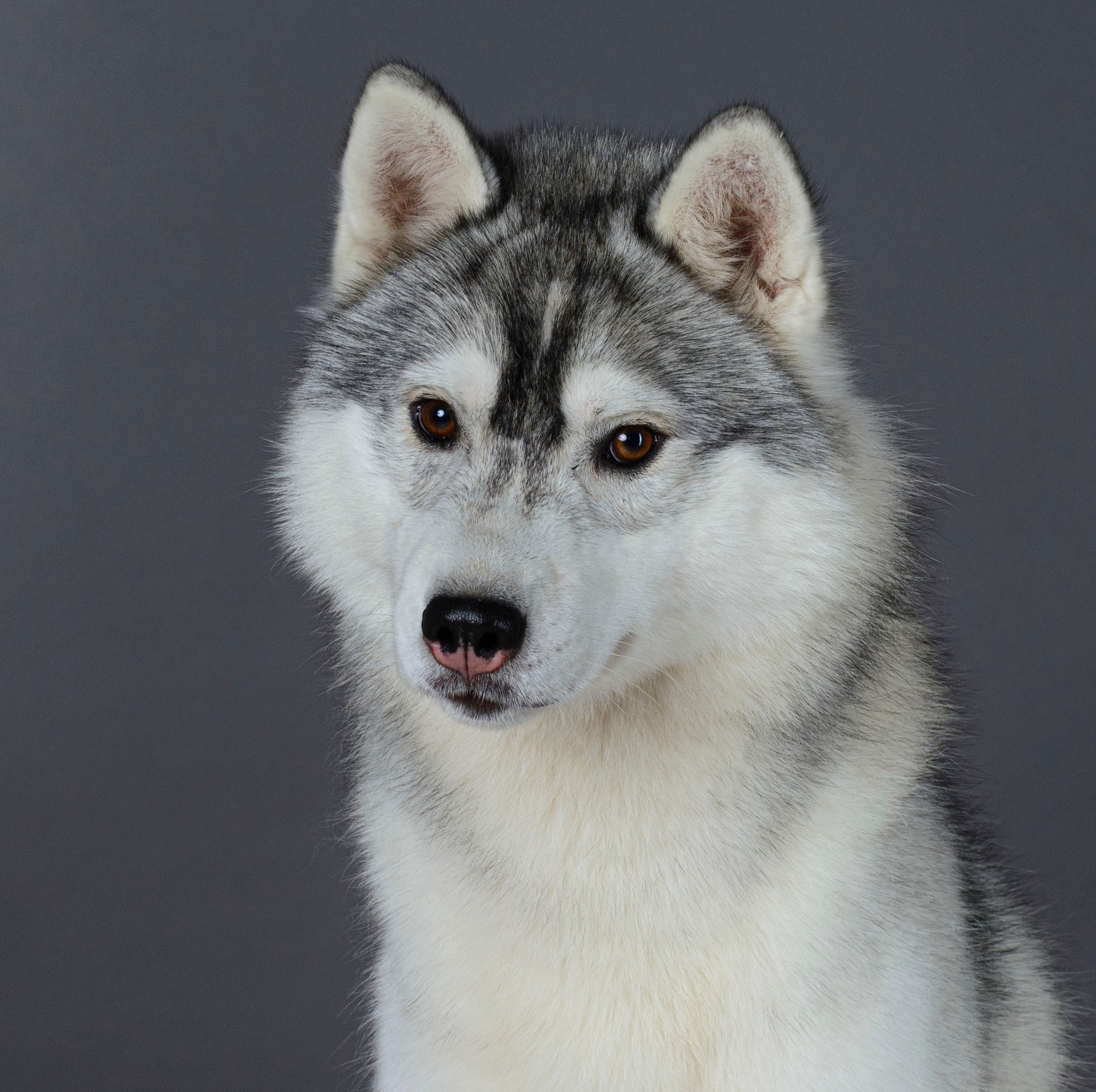 Ice Fantasy Lime Lollipop (Лёлик). Ice Fantasy kennel: professional breeding of Siberian huskies and wels