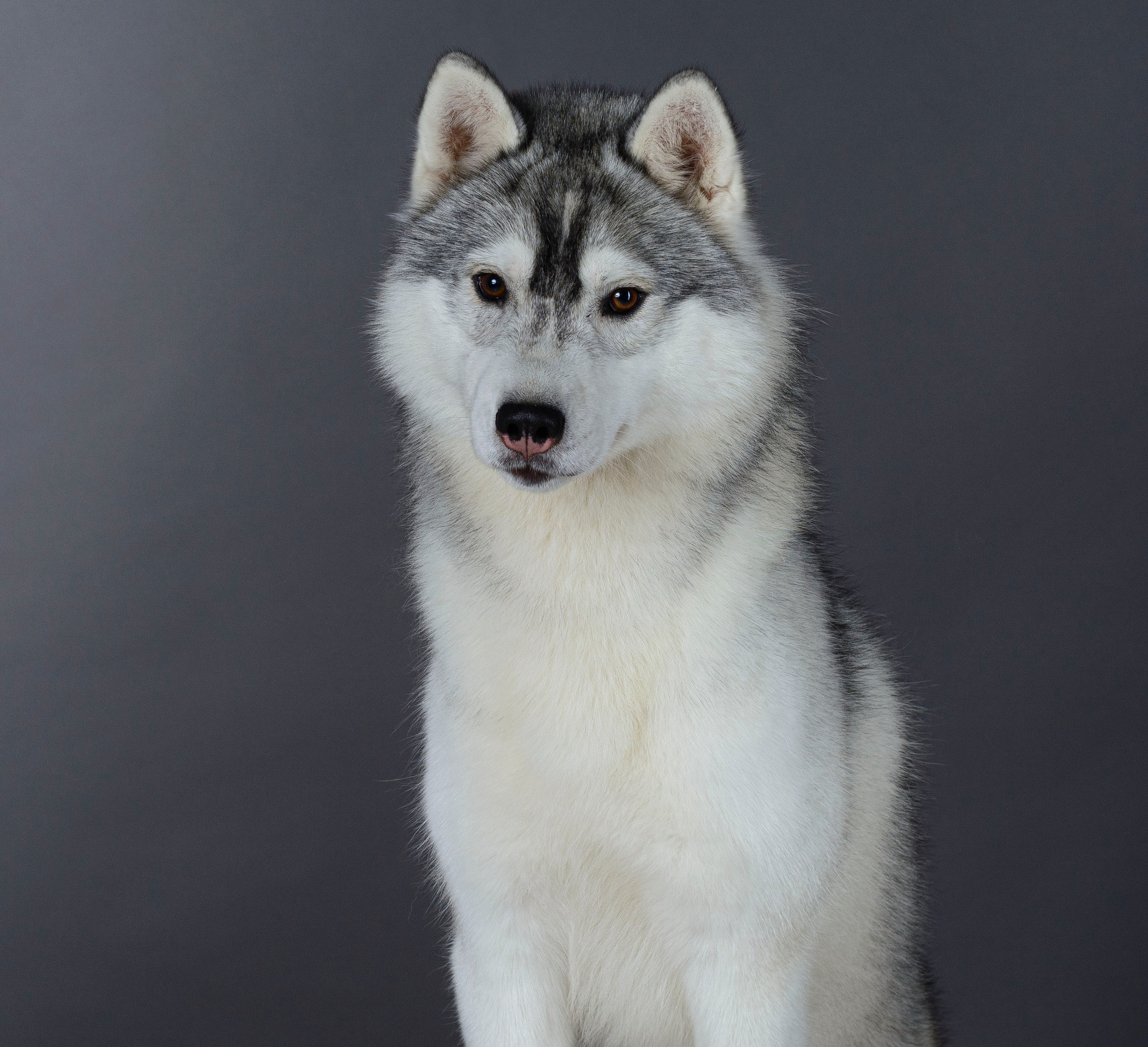 Ice Fantasy Lime Lollipop (Лёлик). Ice Fantasy kennel: professional breeding of Siberian huskies and wels