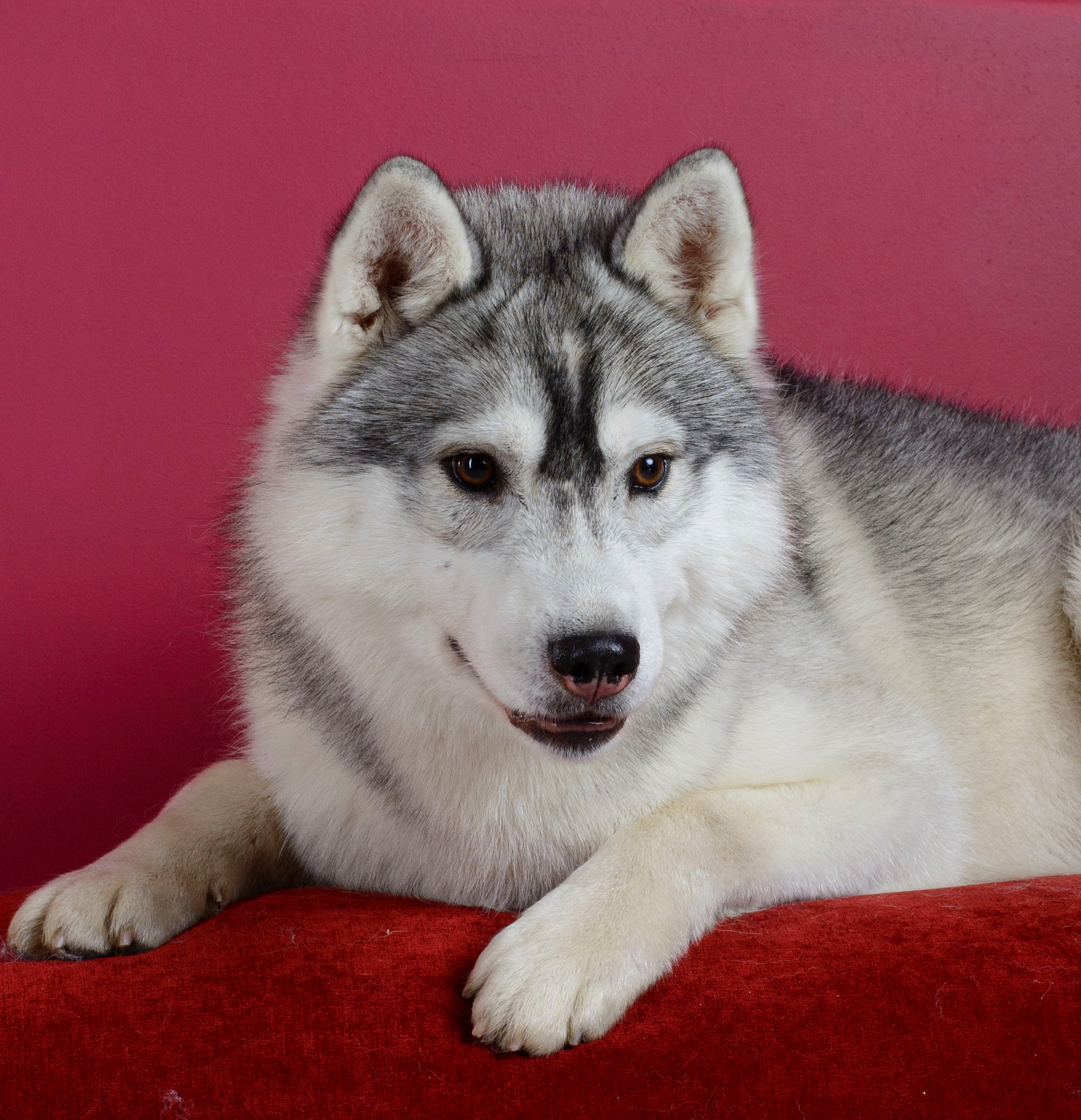 Ice Fantasy Lime Lollipop (Лёлик). Ice Fantasy kennel: professional breeding of Siberian huskies and wels
