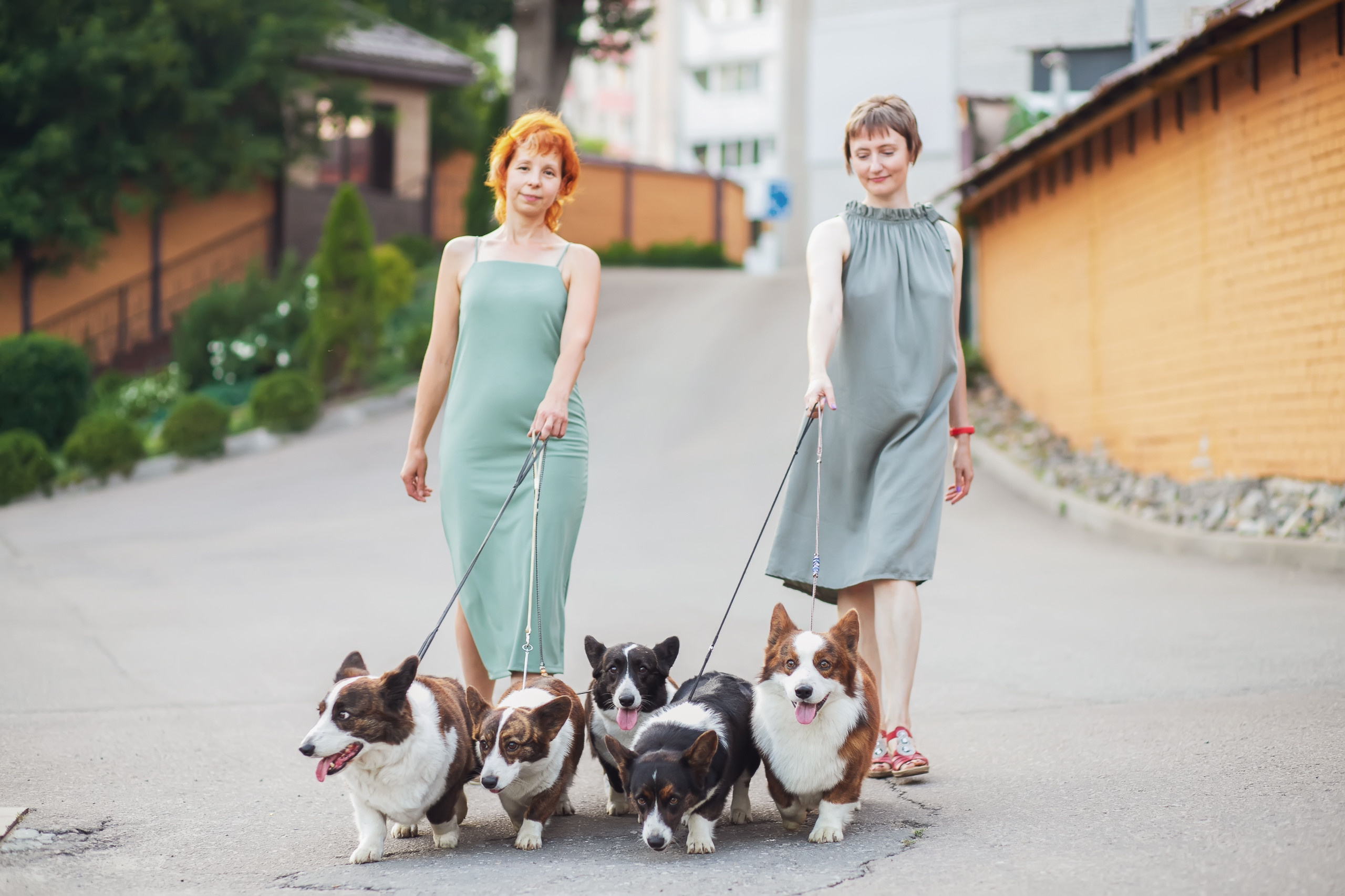 Купить щенка Вельш-корги-кардиган в семейном питомнике — Ice Fantasy