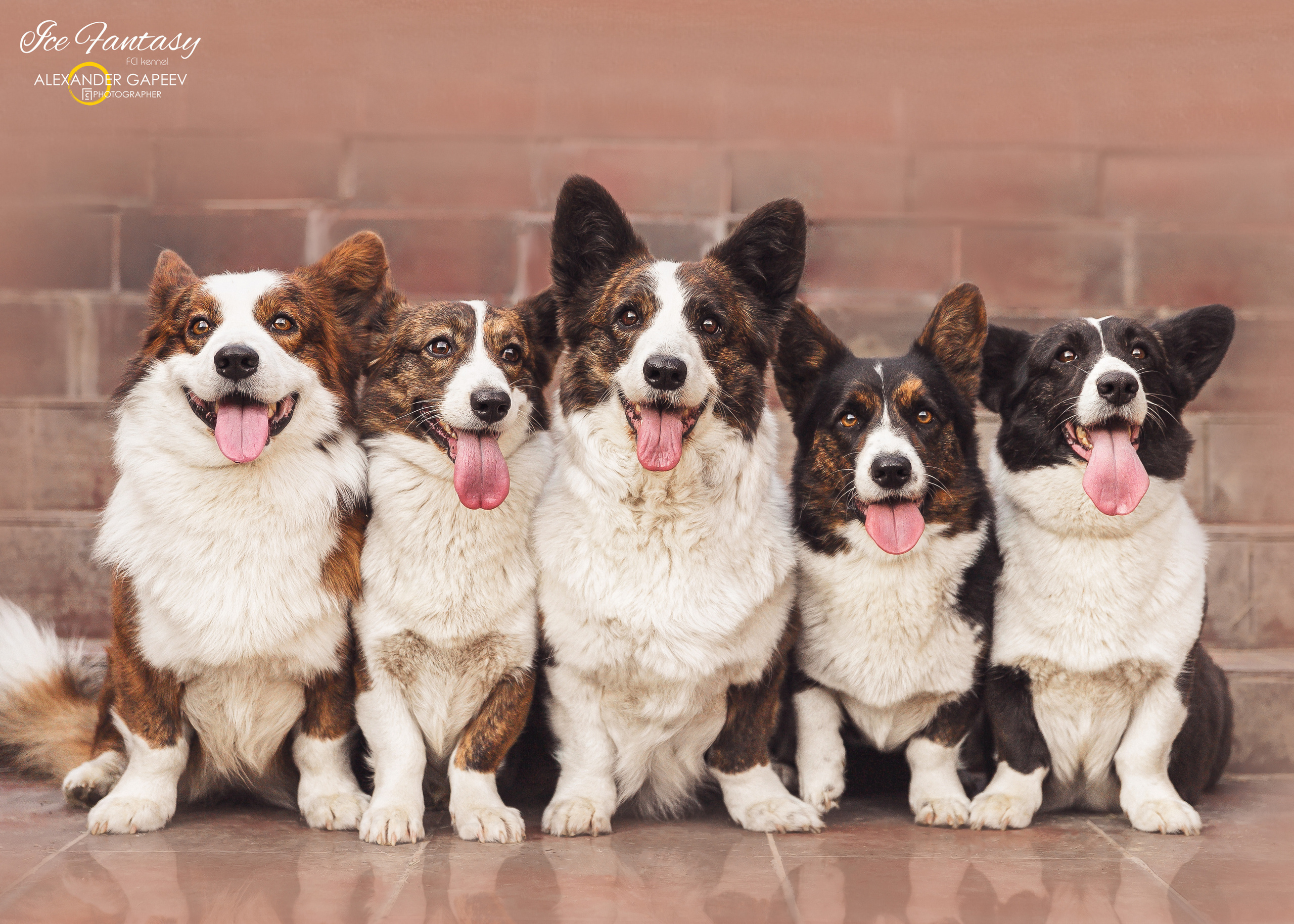 Купить щенка Вельш-корги-кардиган в семейном питомнике — Ice Fantasy