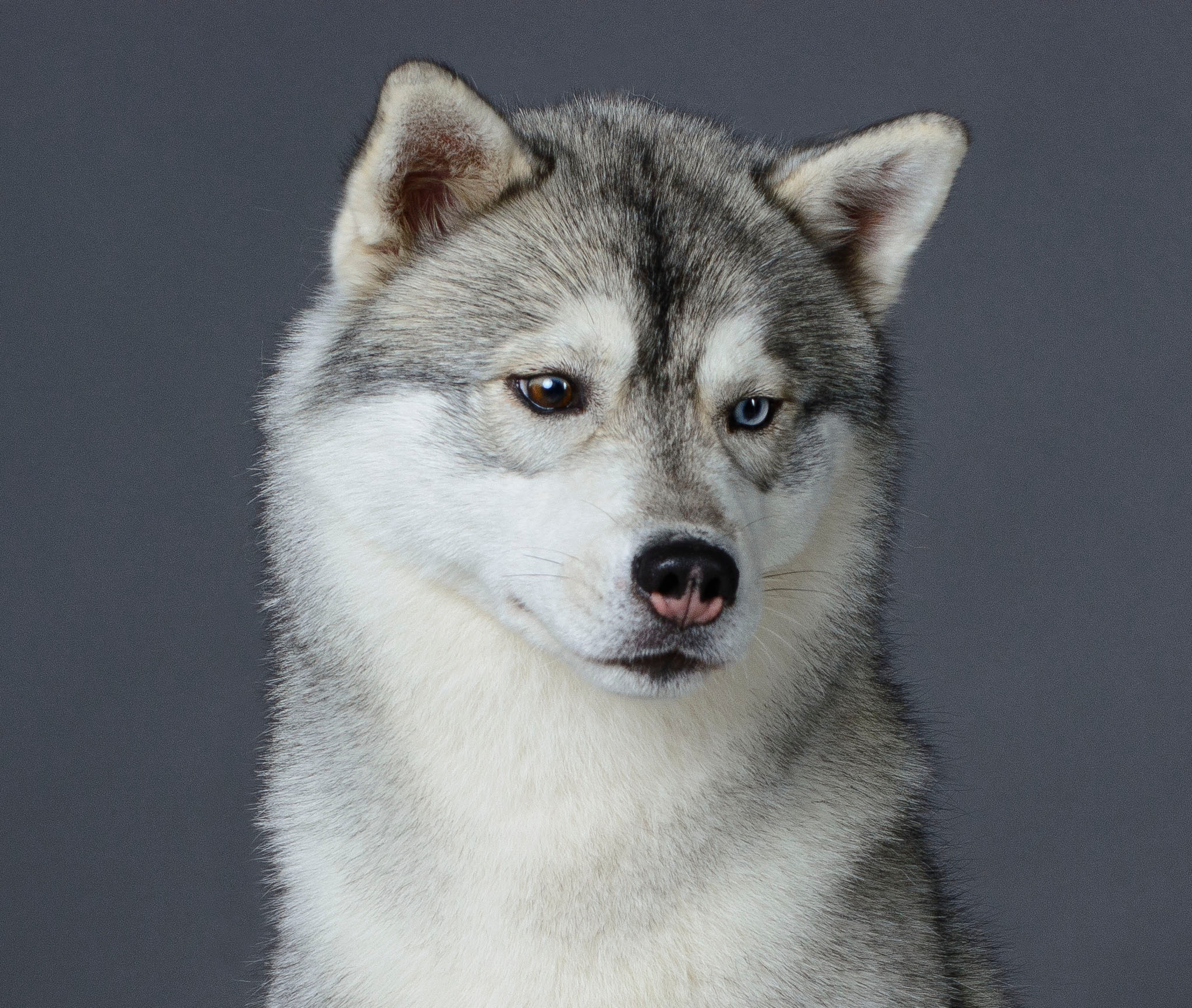Latte Macchiato Of Silverlight LATTE (1). Ice Fantasy kennel: professional breeding of Siberian huskies and wels