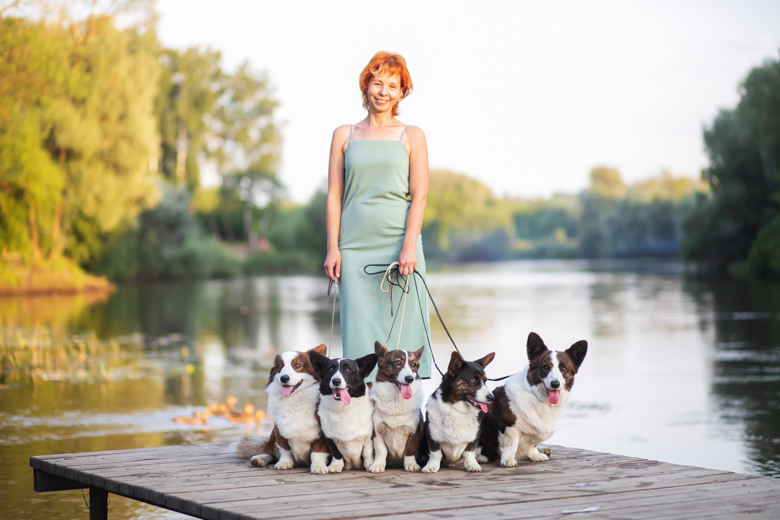 Купить щенка Вельш-корги-кардиган в семейном питомнике — Ice Fantasy