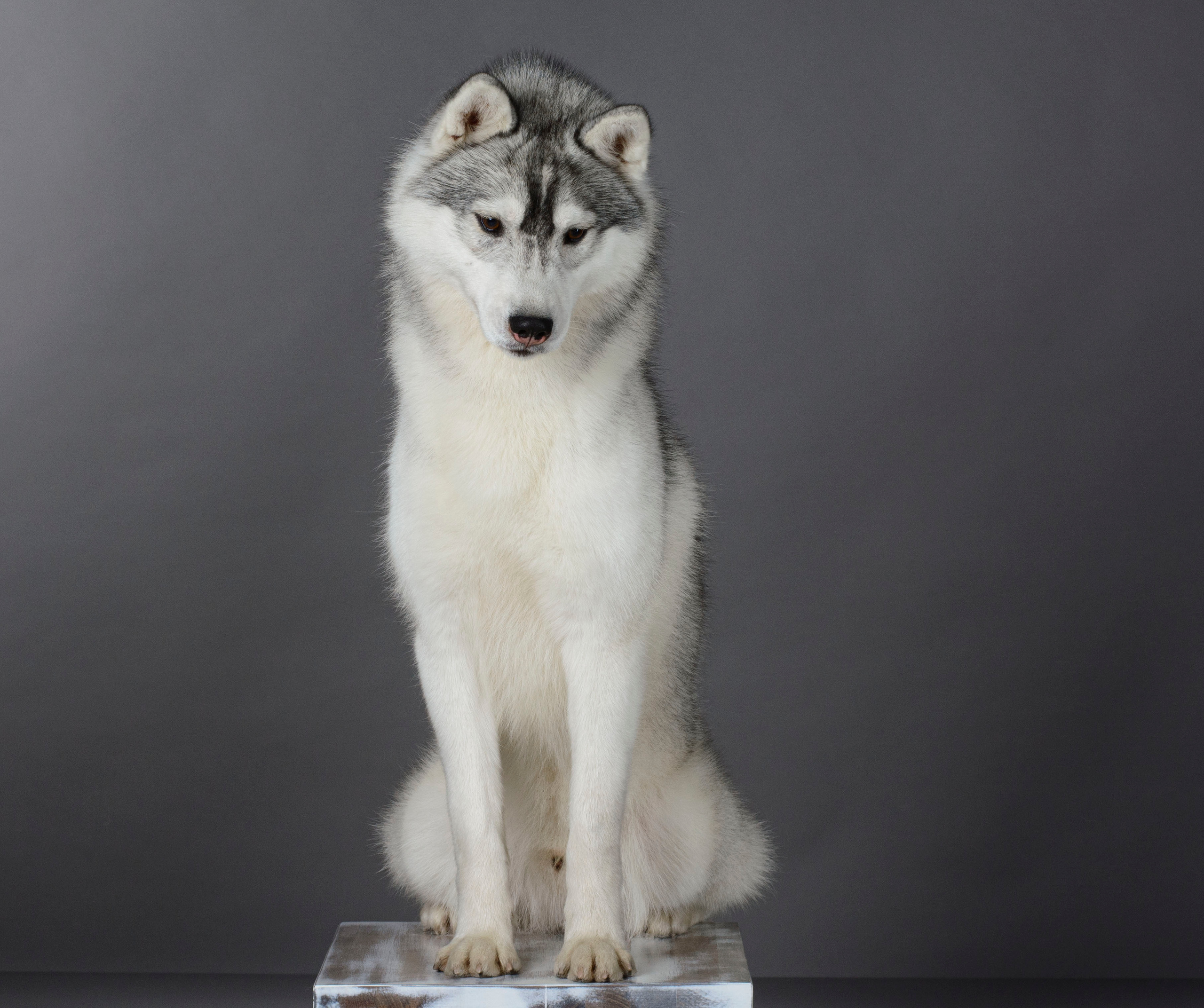 Ice Fantasy Lime Lollipop (Лёлик). Ice Fantasy kennel: professional breeding of Siberian huskies and wels