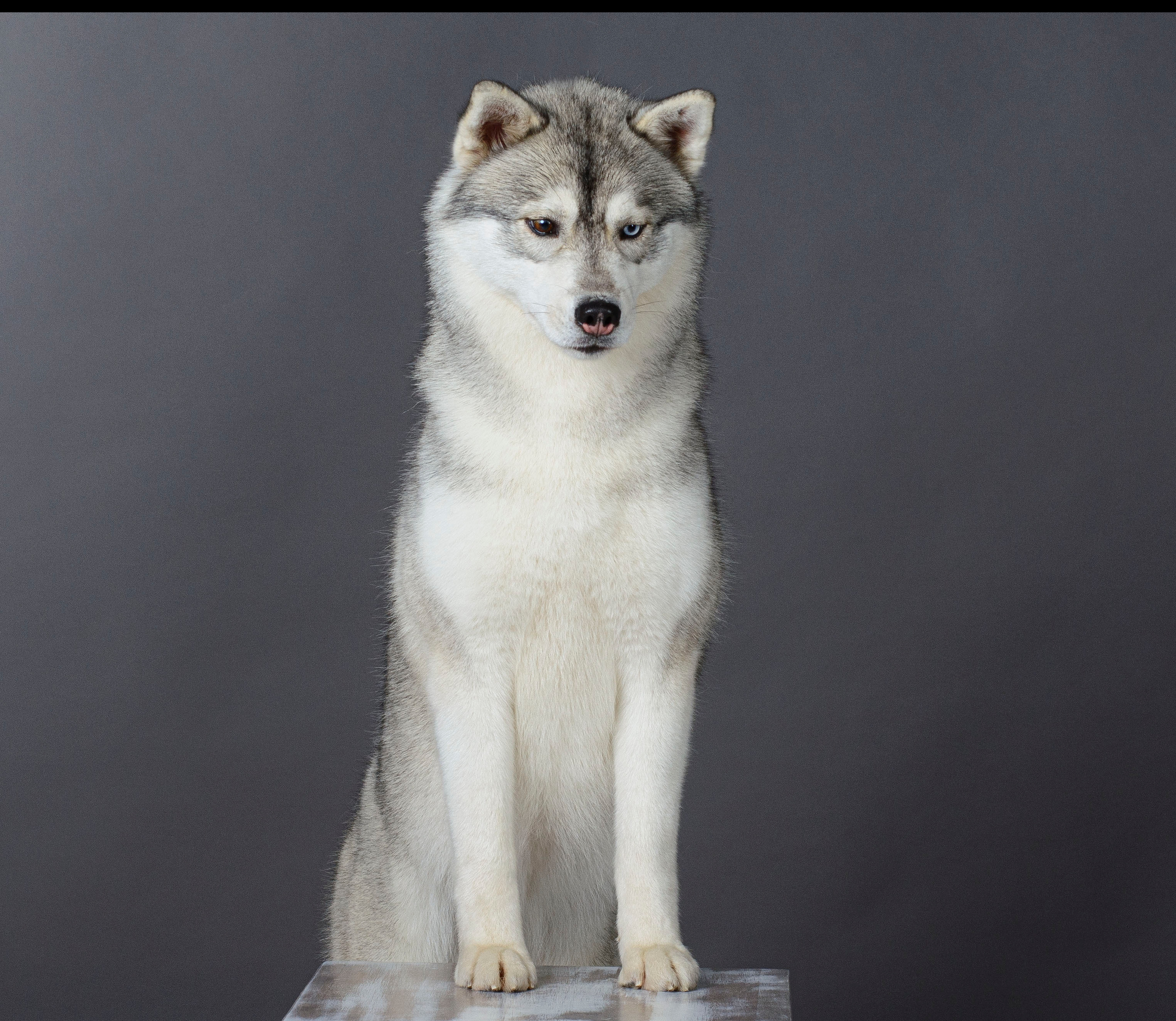 Latte Macchiato Of Silverlight LATTE (1). Ice Fantasy kennel: professional breeding of Siberian huskies and wels