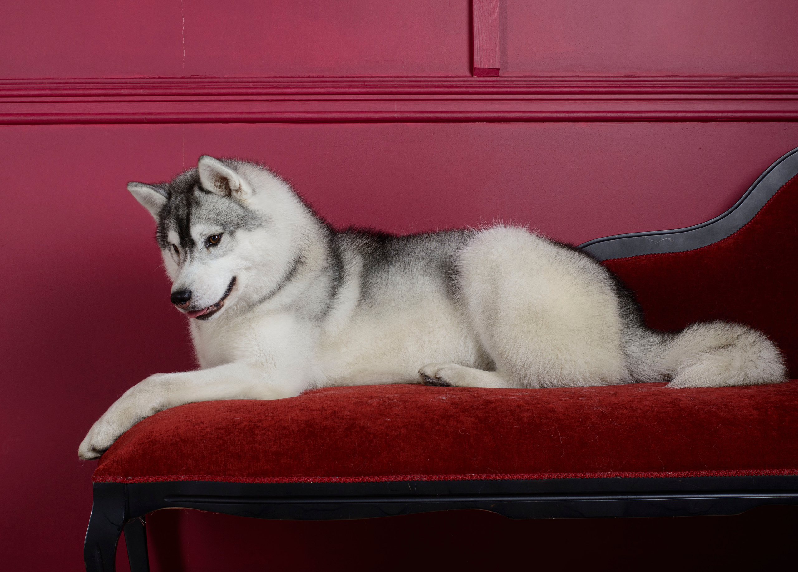 Ice Fantasy Lime Lollipop (Лёлик). Ice Fantasy kennel: professional breeding of Siberian huskies and wels