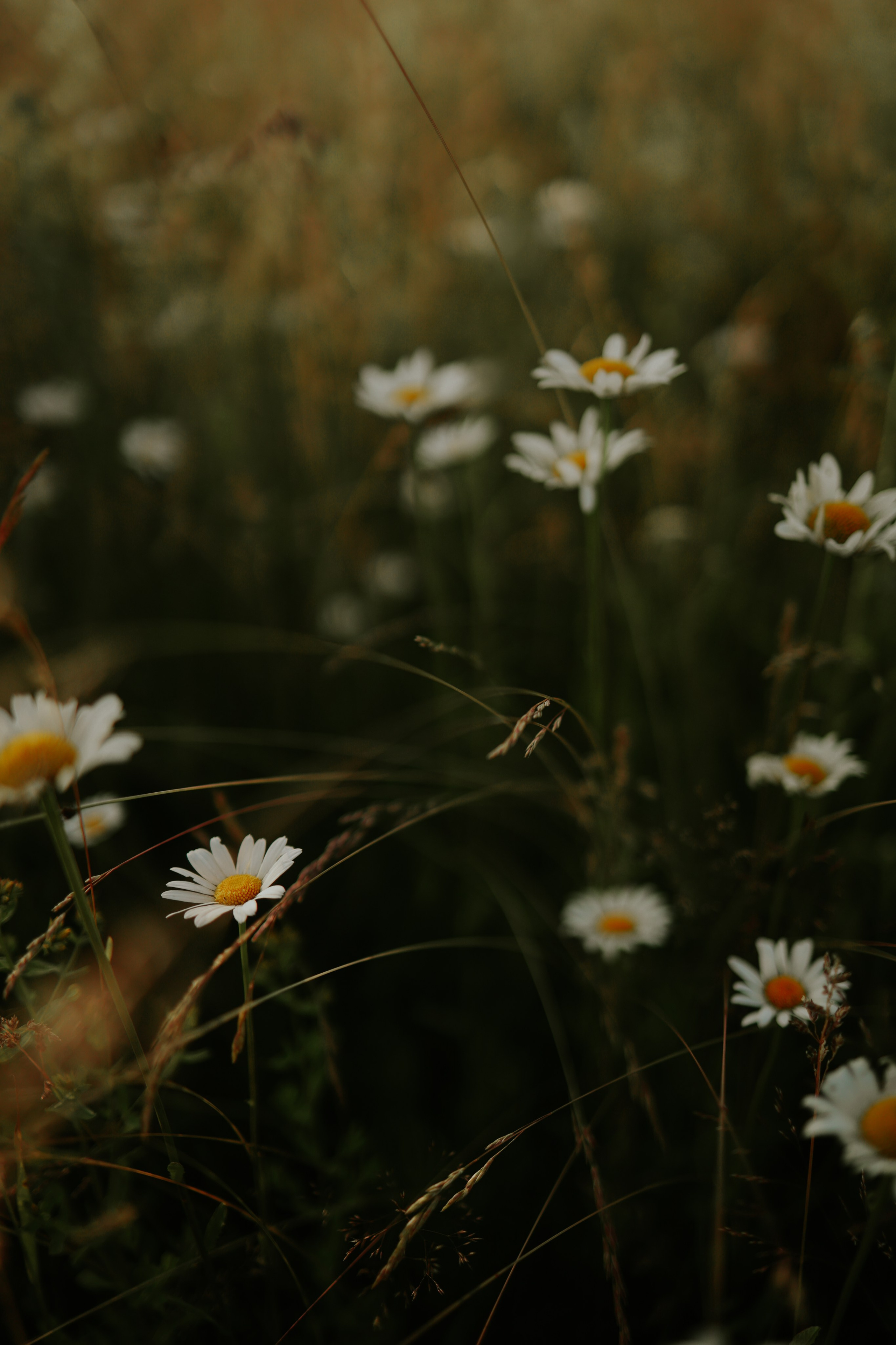 Летние фотосессии. Фотограф и видеограф Елена Лисина