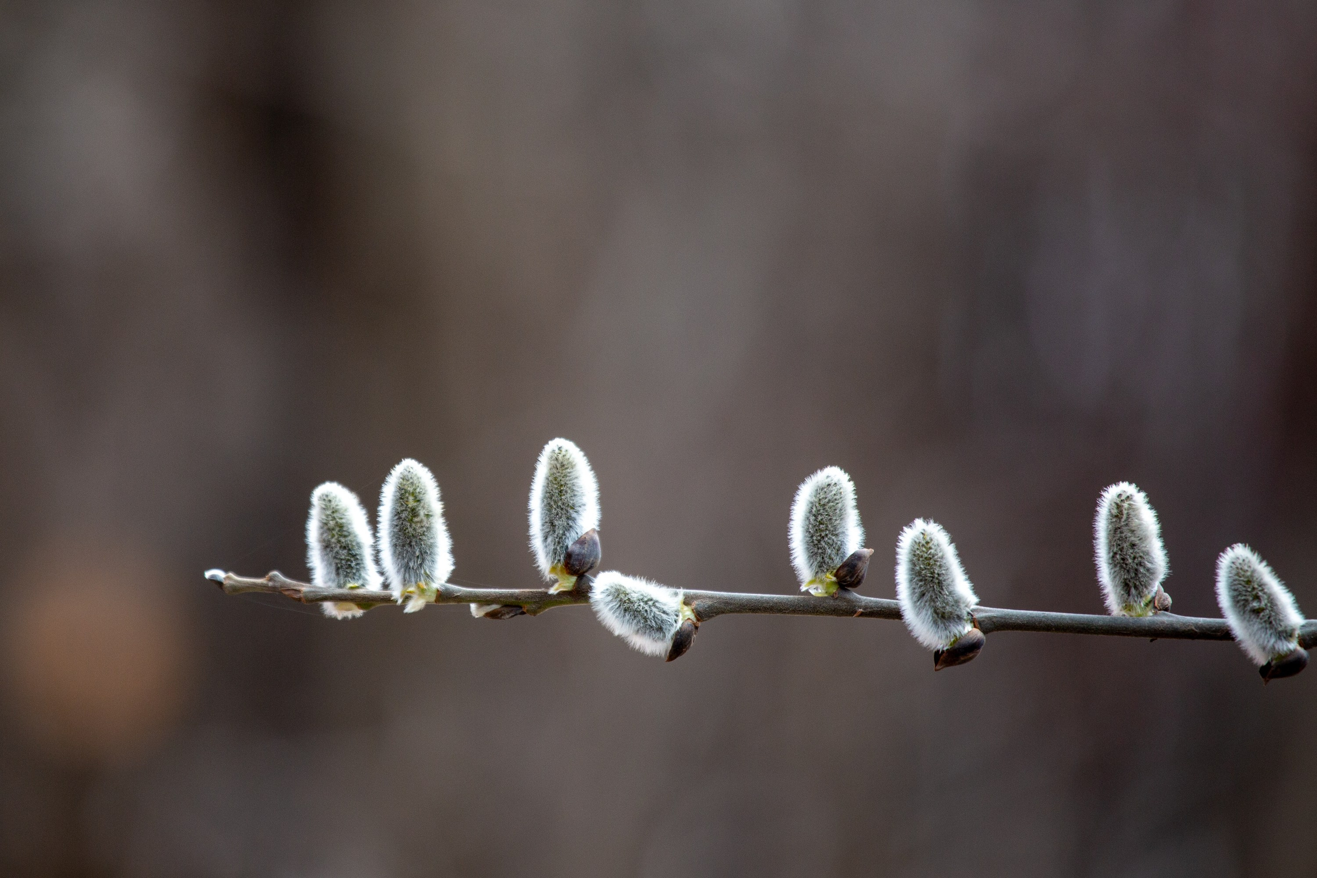 Весенняя фотопрогулка. Главная