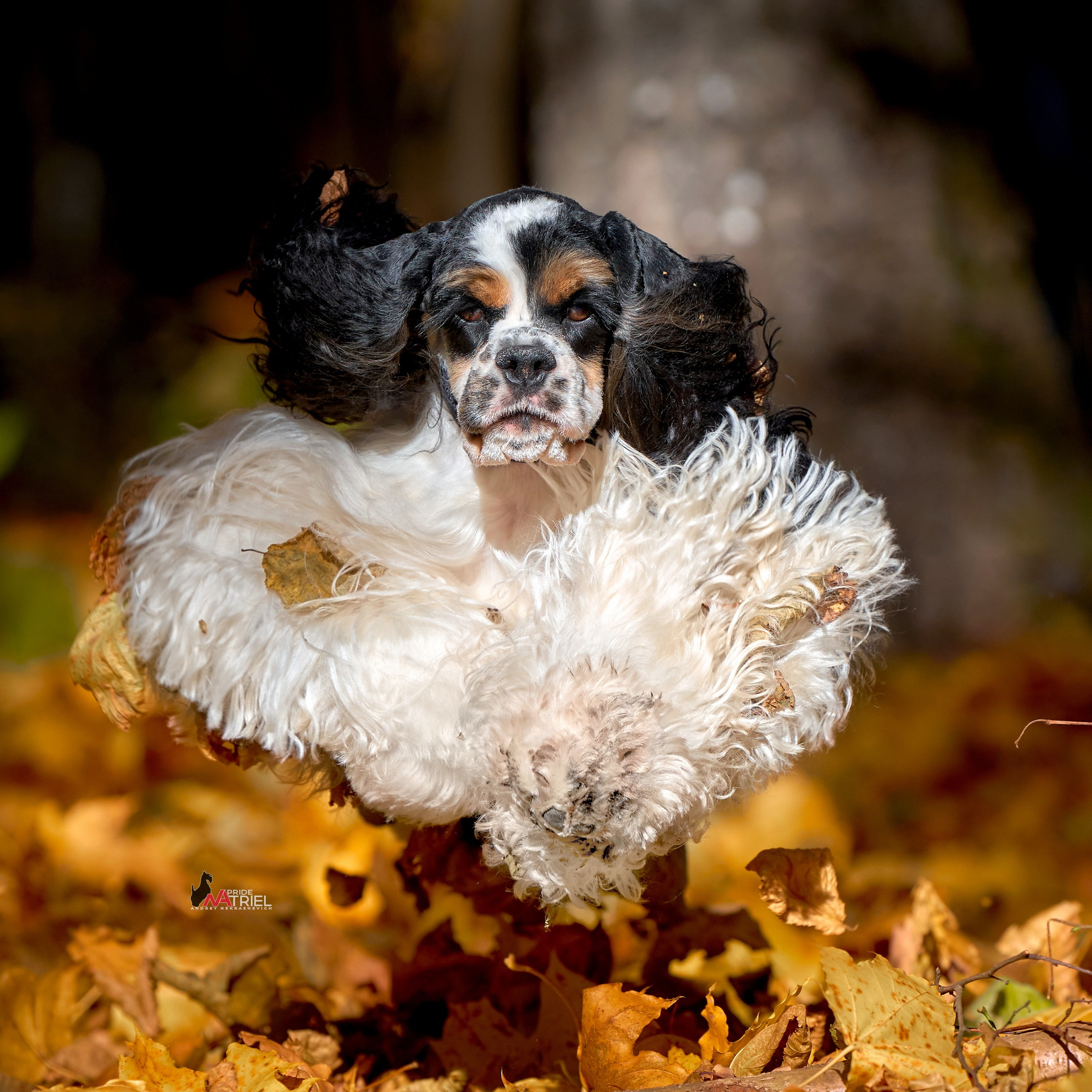 Фото собак в движении осенью