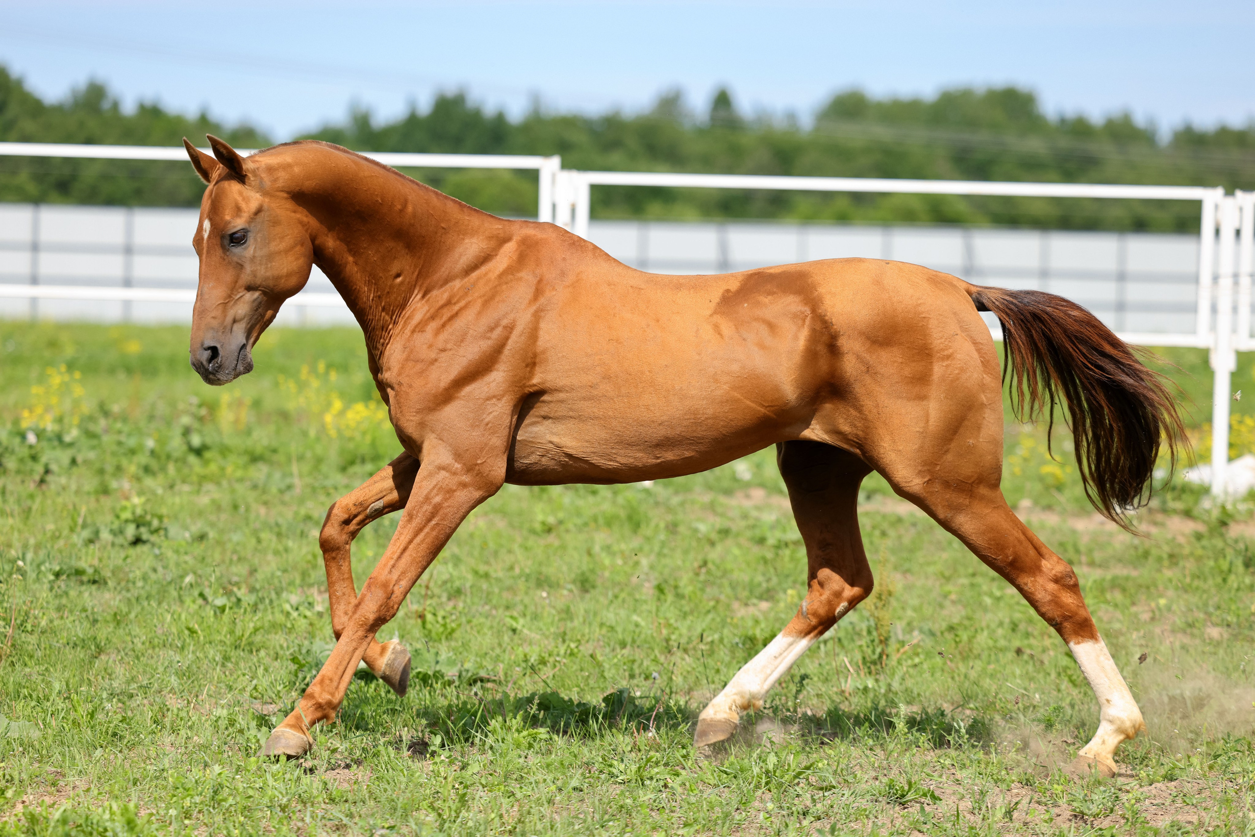 Фокус. Продажа ахалтекинских и полукровных лошадей