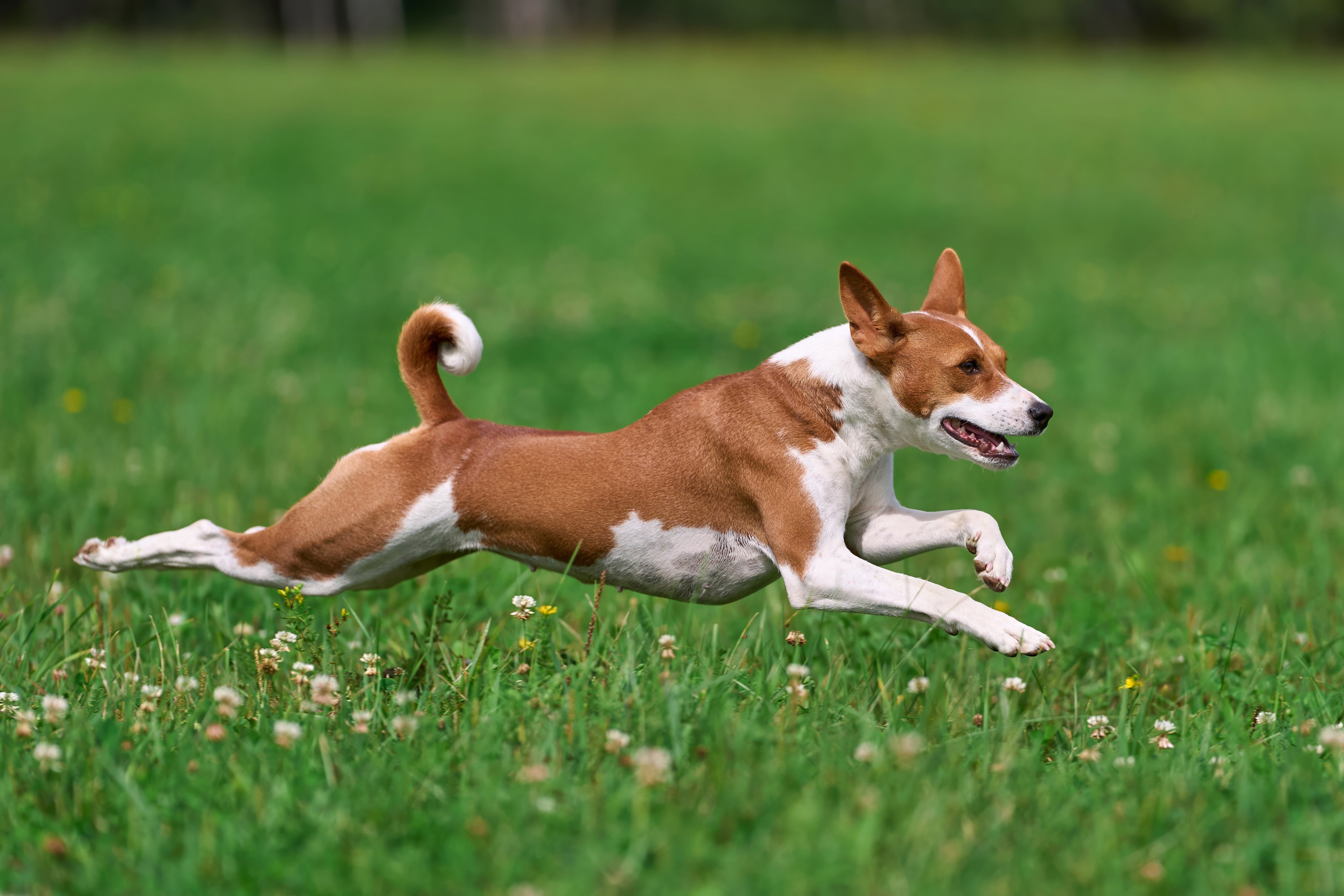 Тренировка в Донино. Фотограф-анималист Михаил Манухин