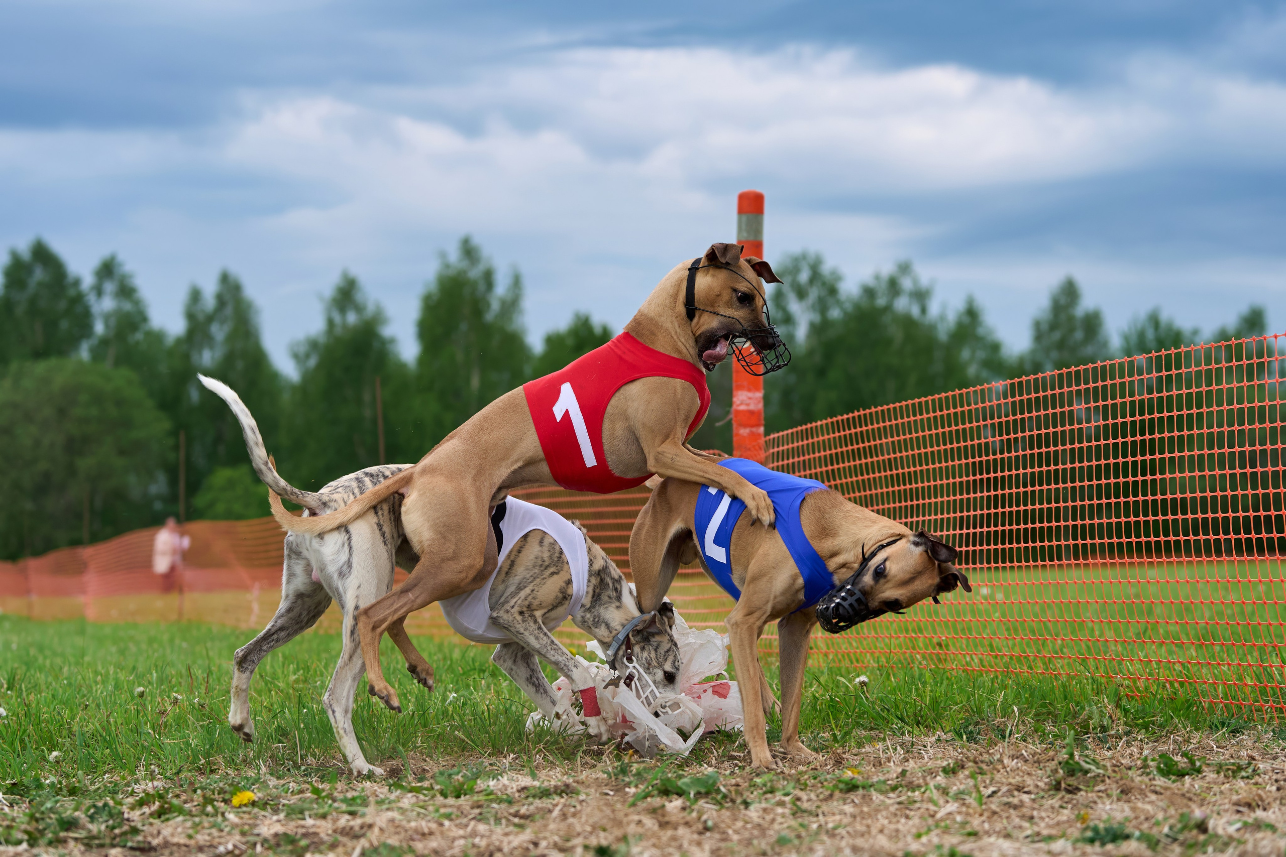 Квалификация по рейсингу. РАЛББ и Курсинг на Ярославке. Фотограф-анималист Михаил Манухин