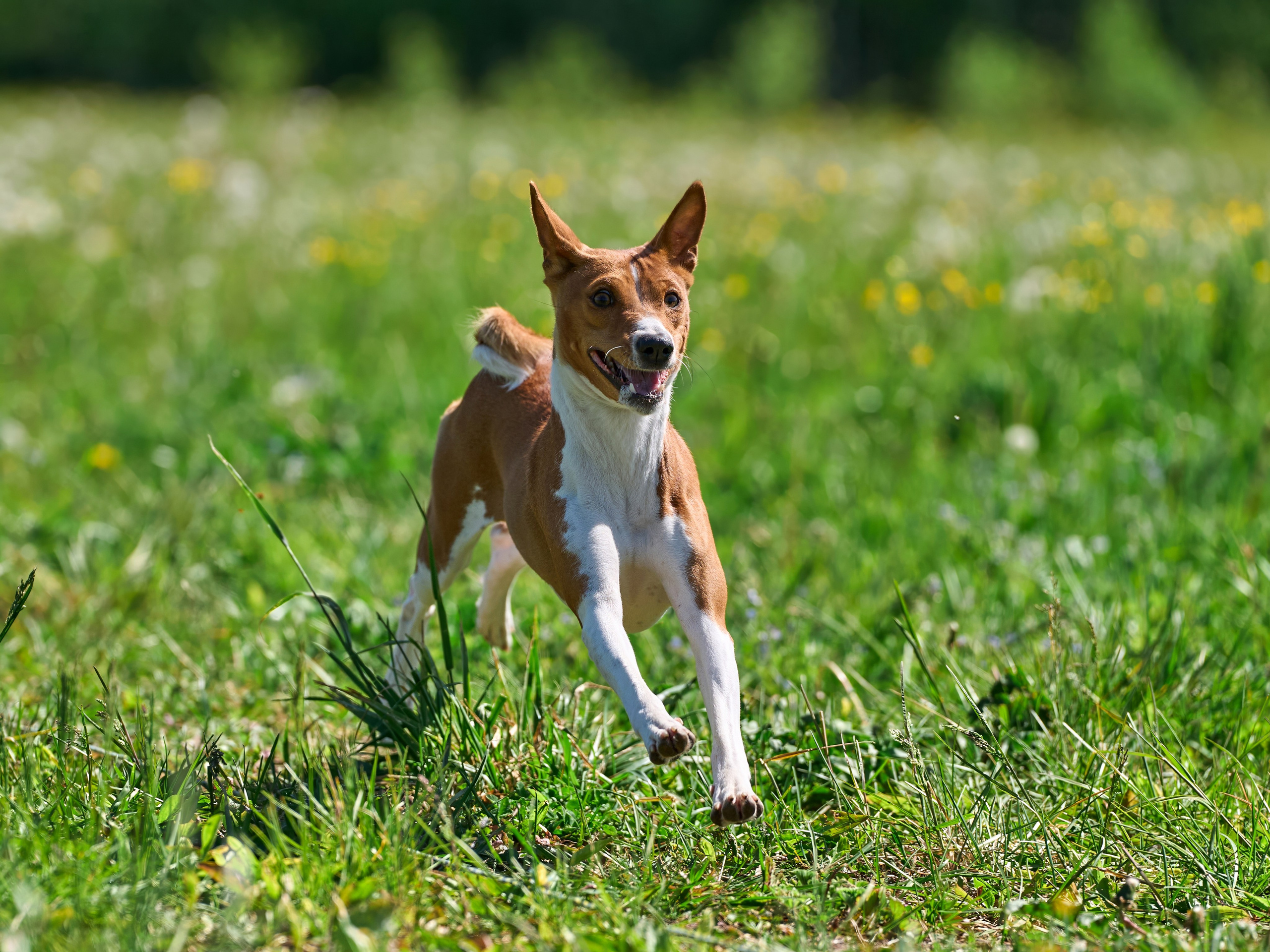 Тренировка по курсингу Донино. Фотограф-анималист Михаил Манухин