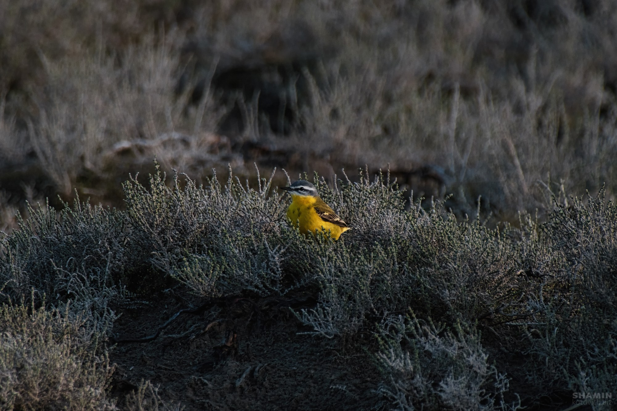 Проект 365. Фотограф Константин Шамин