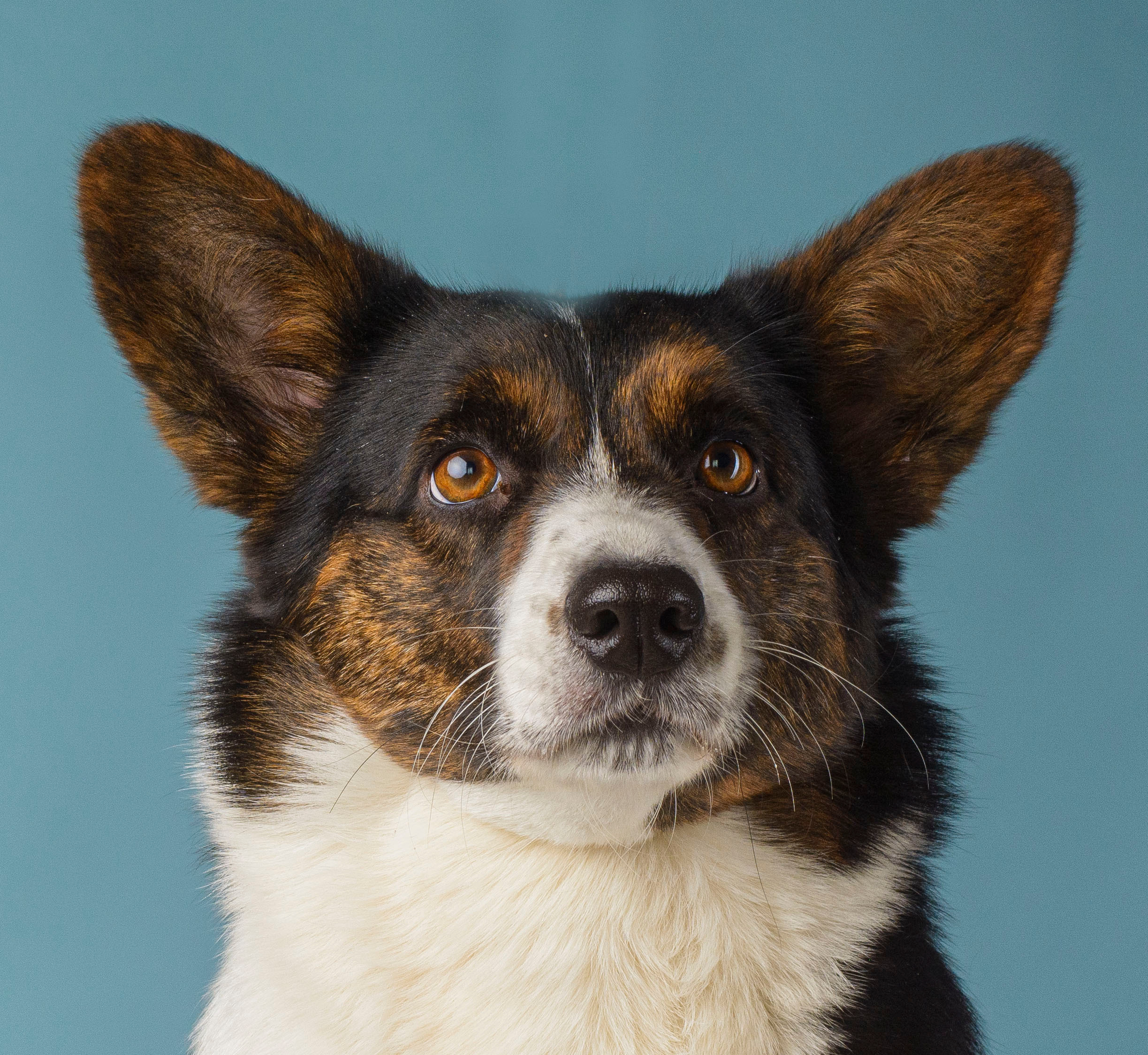 Вельш корги кардиган Corgi Na Volge Hoorma БУСИНА. Купить щенка Вельш-корги-кардиган в семейном питомнике — Ice Fantasy