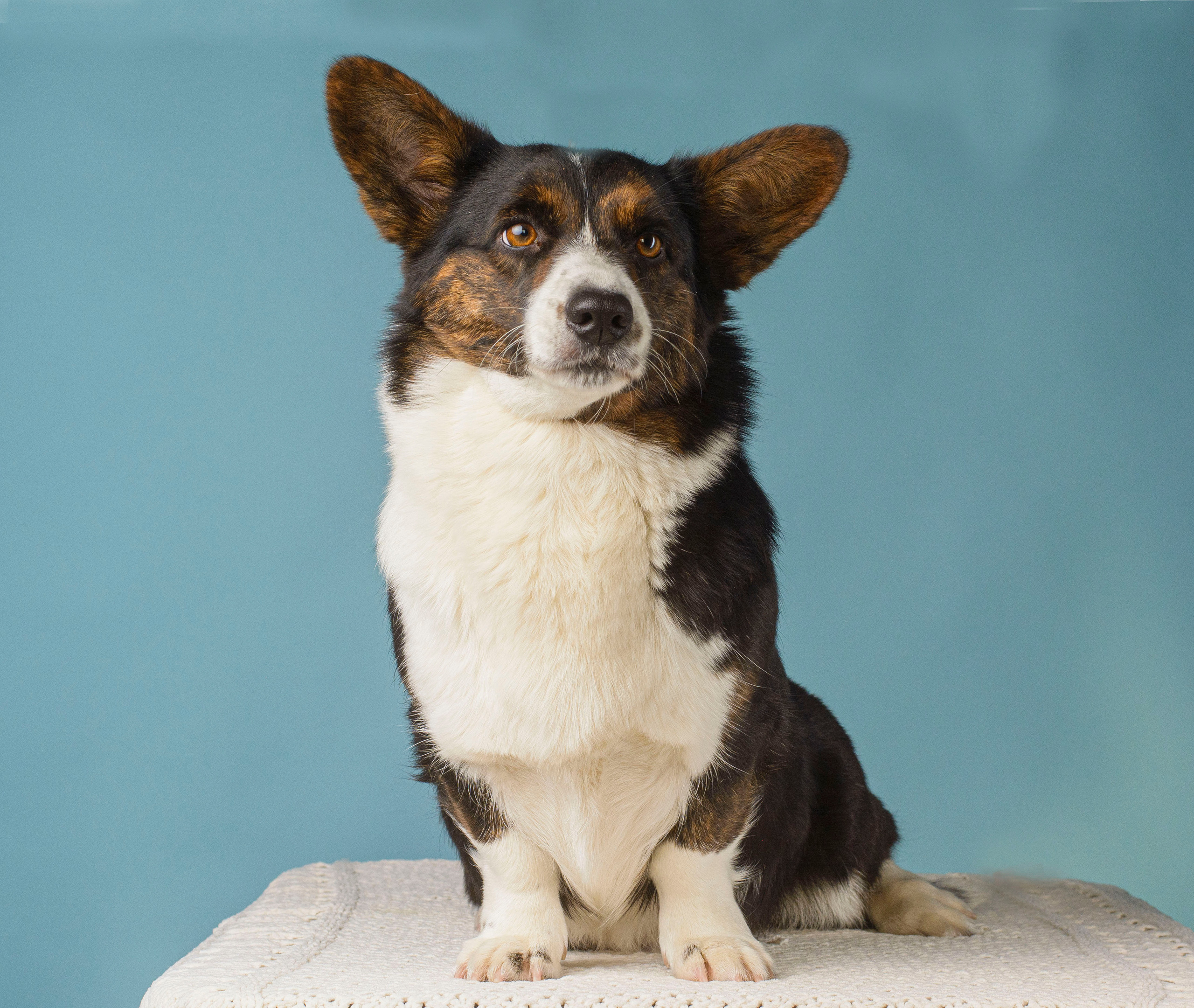 Вельш корги кардиган Corgi Na Volge Hoorma БУСИНА. Купить щенка Вельш-корги-кардиган в семейном питомнике — Ice Fantasy
