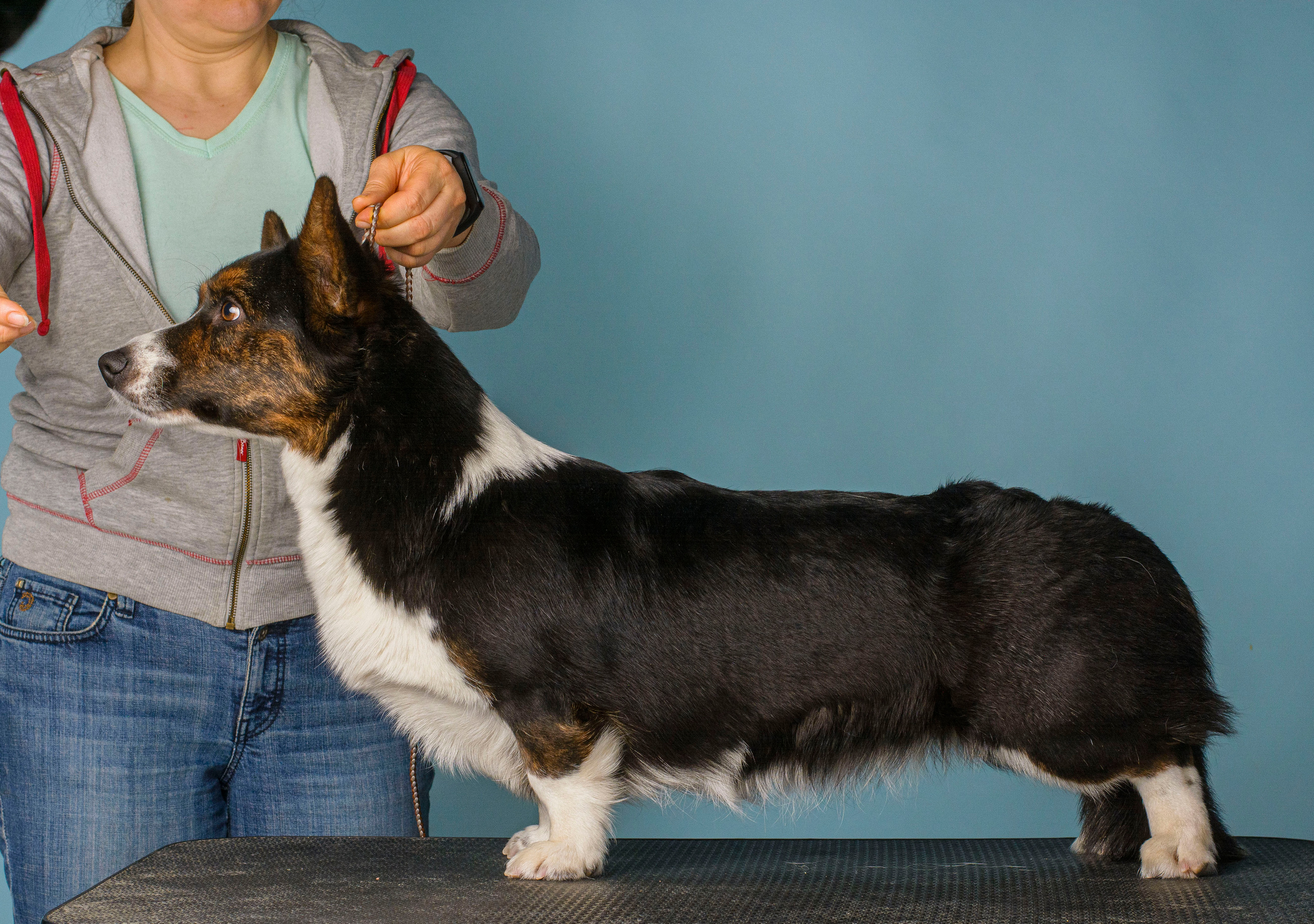 Вельш корги кардиган Corgi Na Volge Hoorma БУСИНА. Купить щенка Вельш-корги-кардиган в семейном питомнике — Ice Fantasy