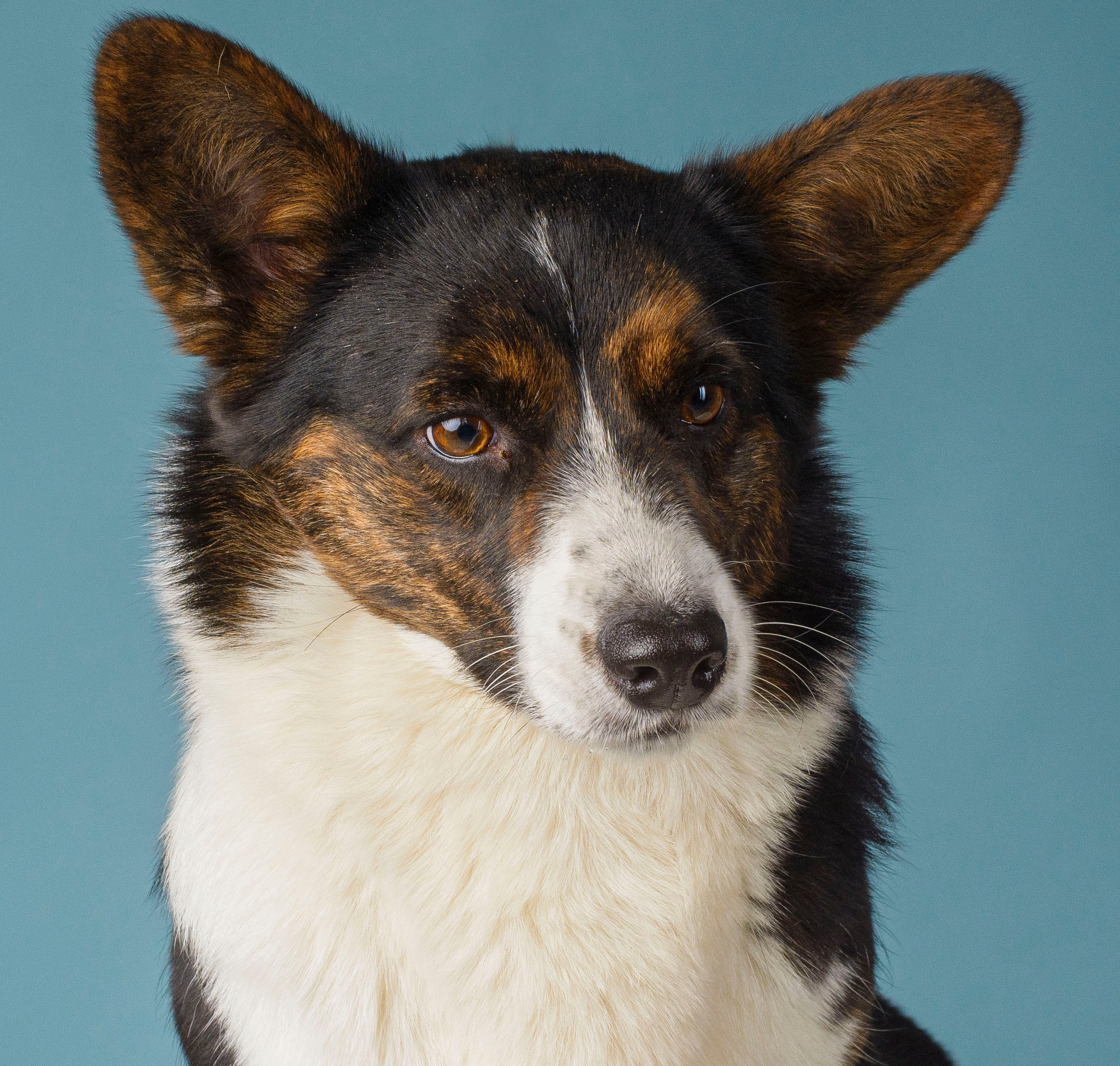 Вельш корги кардиган Corgi Na Volge Hoorma БУСИНА. Купить щенка Вельш-корги-кардиган в семейном питомнике — Ice Fantasy