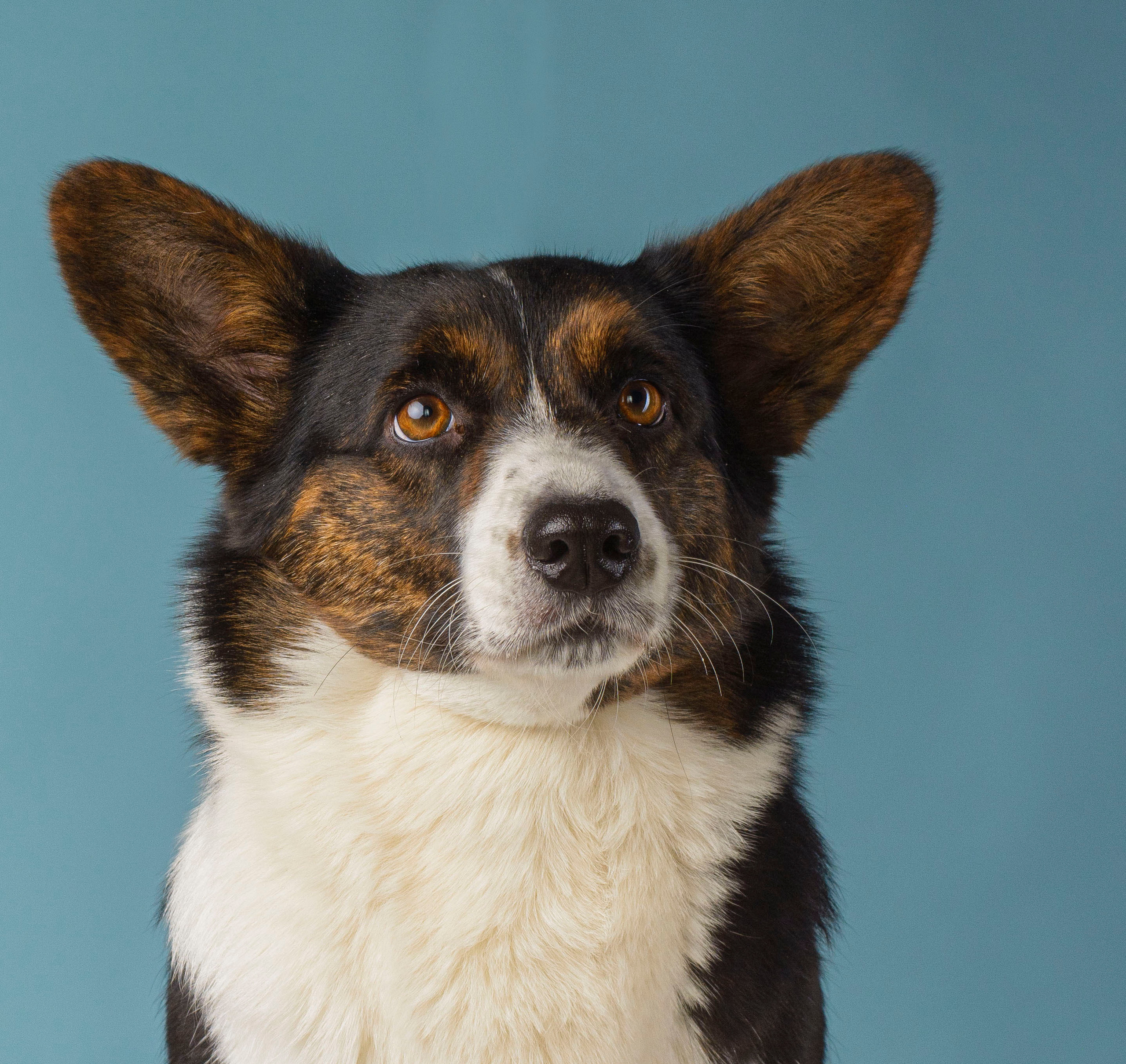 Вельш корги кардиган Corgi Na Volge Hoorma БУСИНА. Купить щенка Вельш-корги-кардиган в семейном питомнике — Ice Fantasy