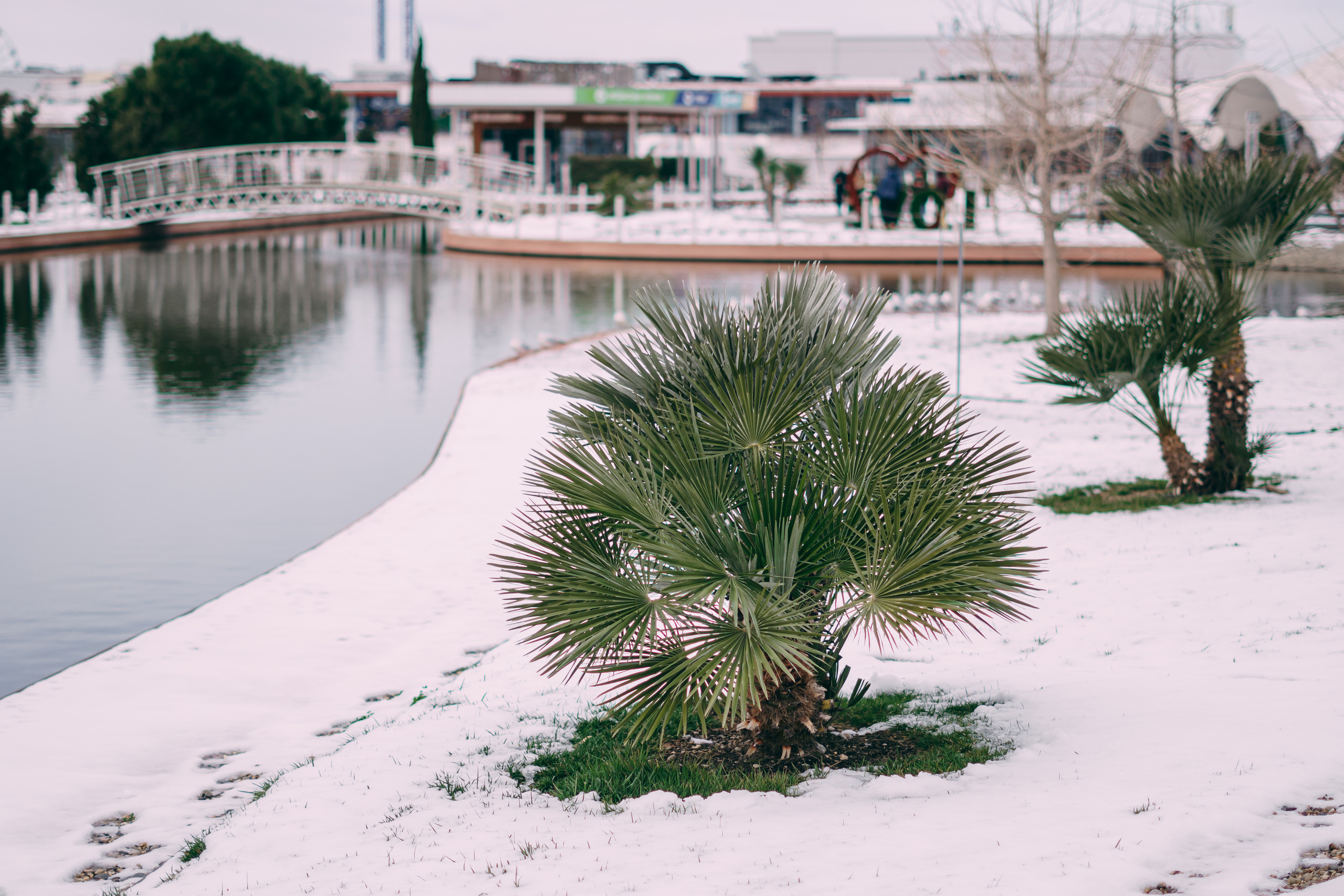 Зима в Сочи. Наталия Баранова — профессиональный фотограф в СПб и Москве