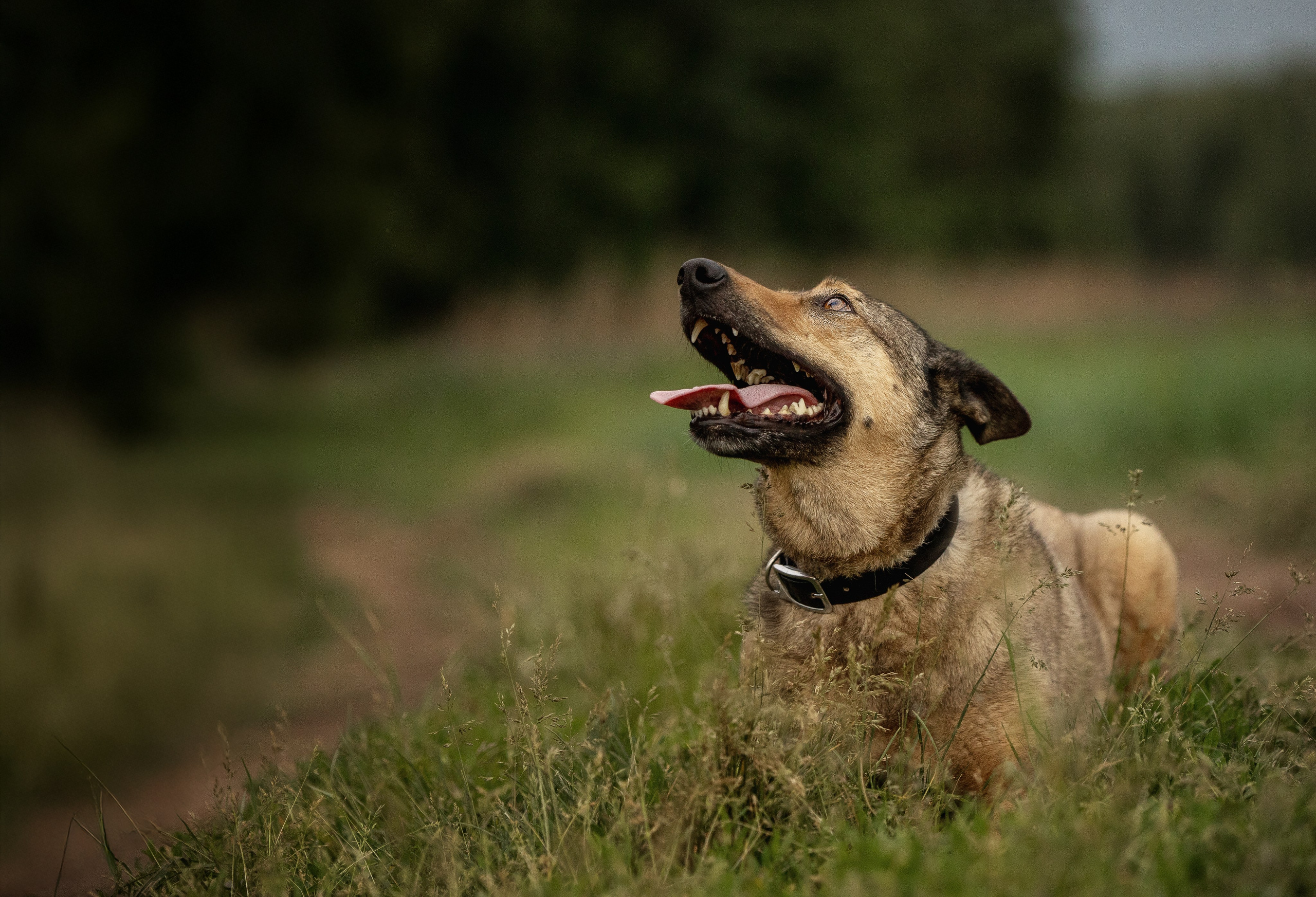 ИЩУТ ДОМ. Фотограф-анималист в Москве и Подмосковье
