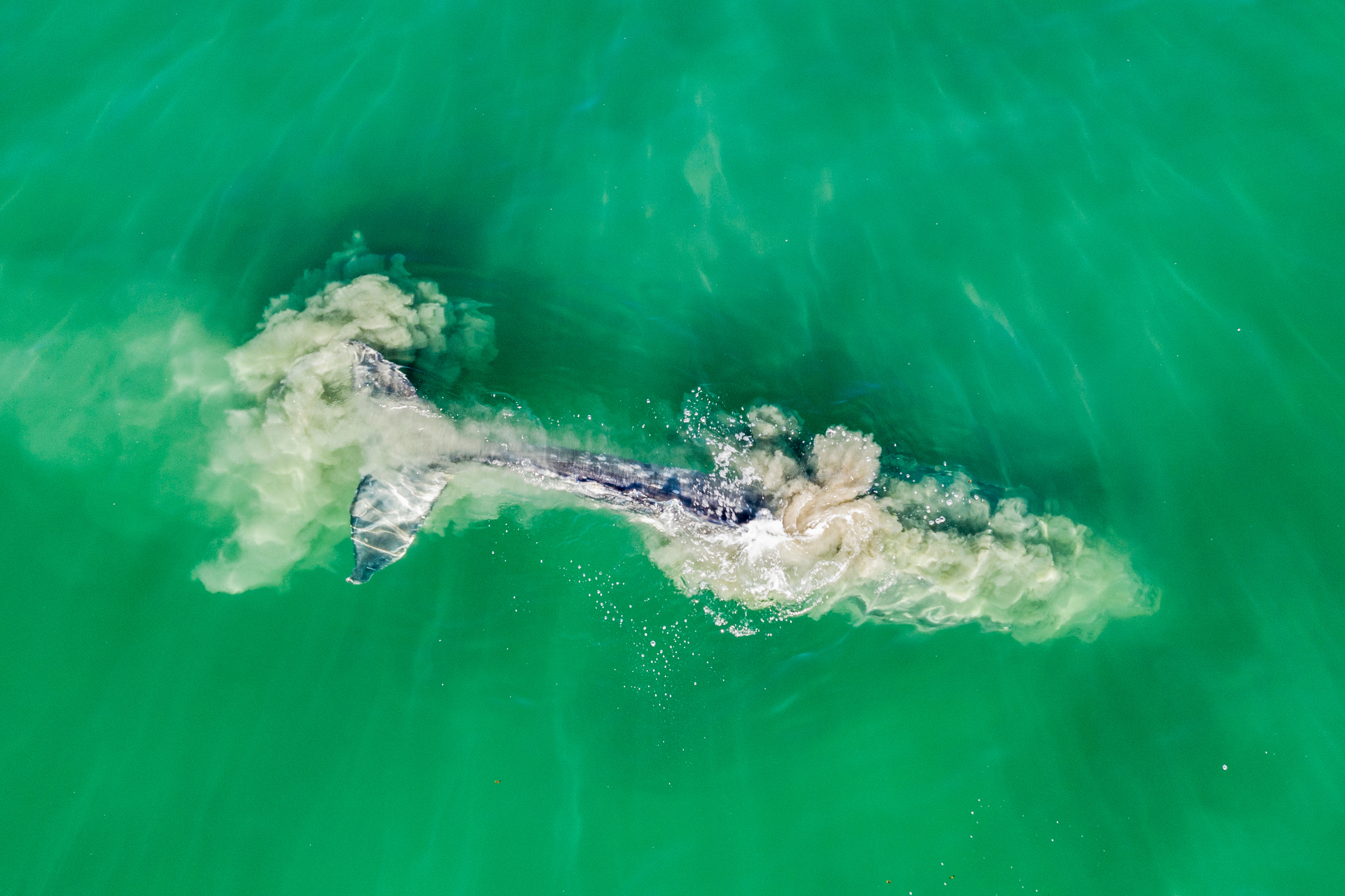 Серый кит трется о камни на отмели в заливе Лаврентия