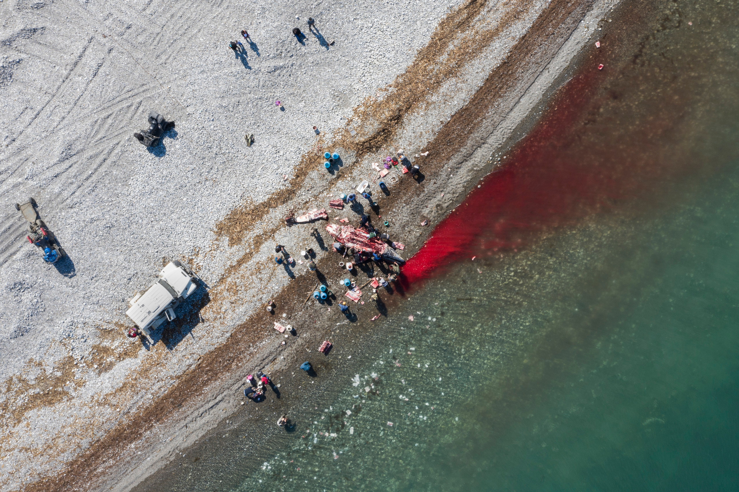 Через пару часов от кита не остается почти ничего. Кости сбрасывают обратно в море.