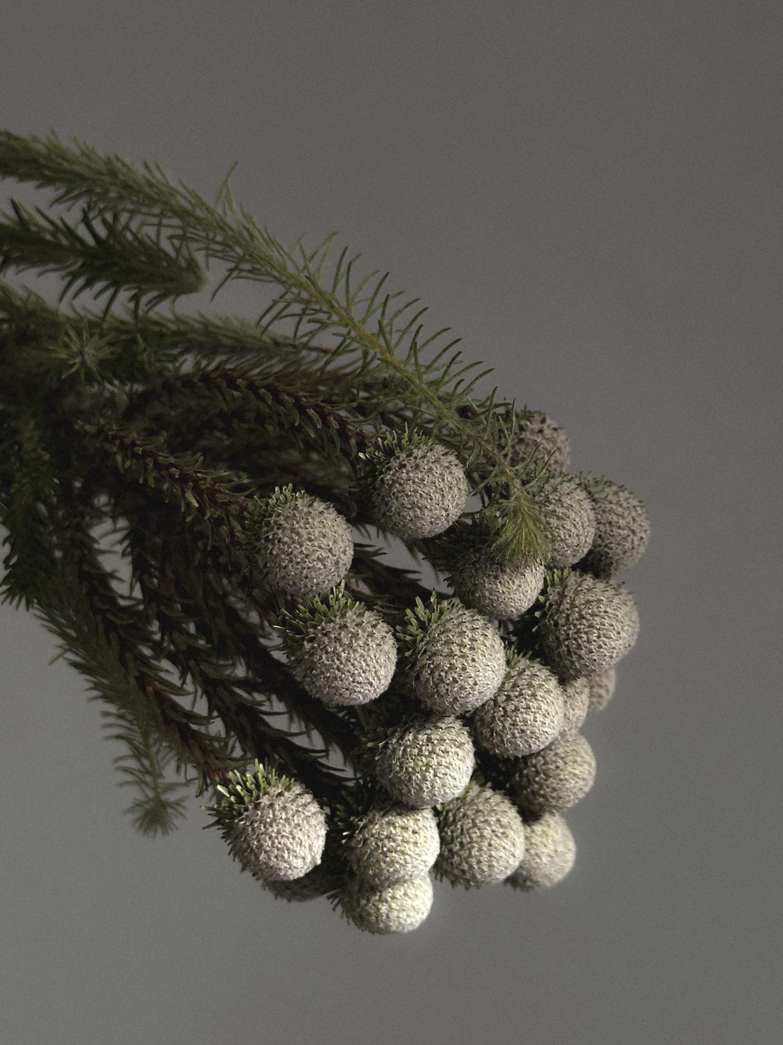 Мобильная съемка. Интерьерный фотограф в Санкт-Петербурге Диана Аносова