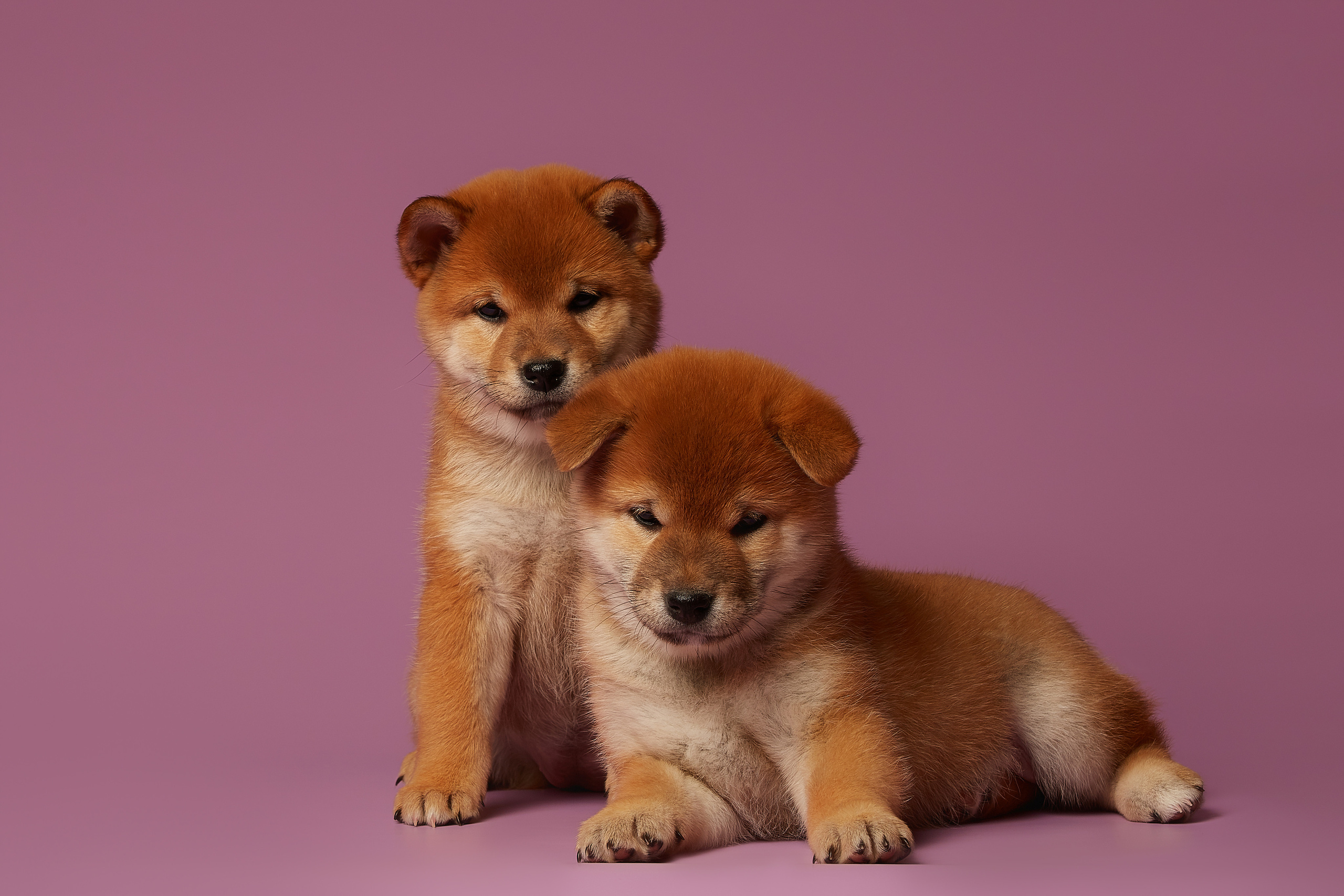 ФОТОСЪЕМКА ЩЕНКОВ НА ДОМУ. ФОТОГРАФ-АНИМАЛИСТ l LANA POLYAKOVA