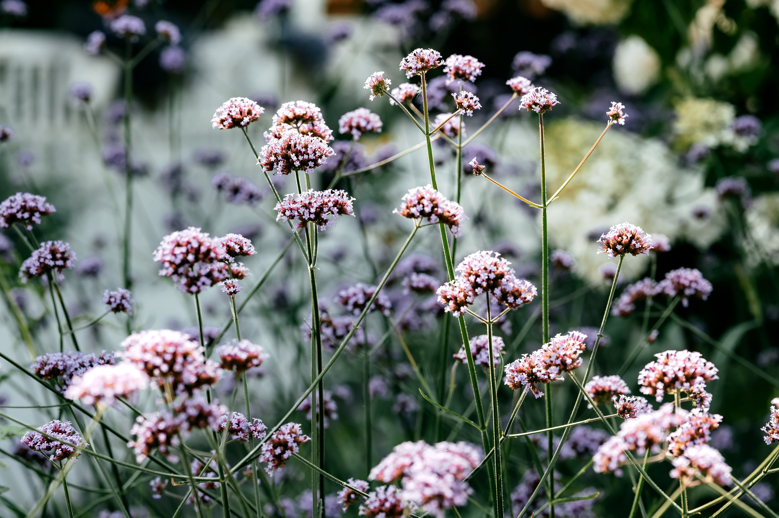 ВДНХ, Лужковский мост, Москва, свадьба. Свадебный и семейный фотограф Виктория Носачёва. Щелково, Москва и МО