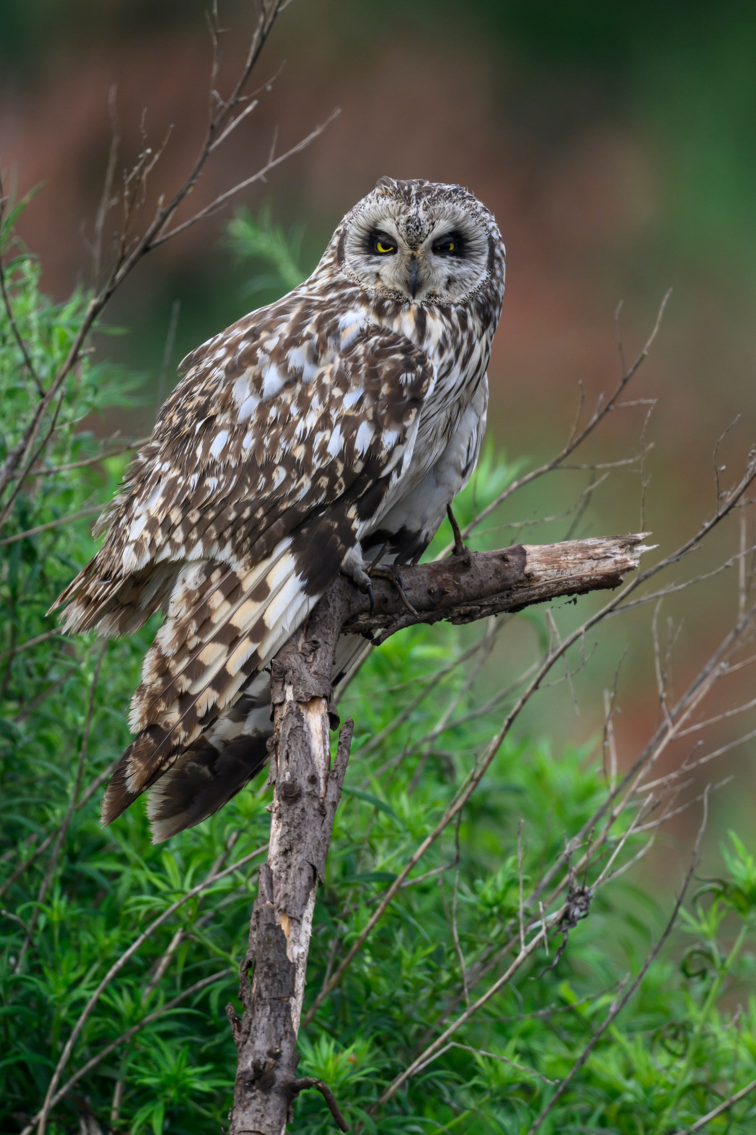 Совята учатся летать. Owlets learn to fly. Фотограф Сергей Пупонин