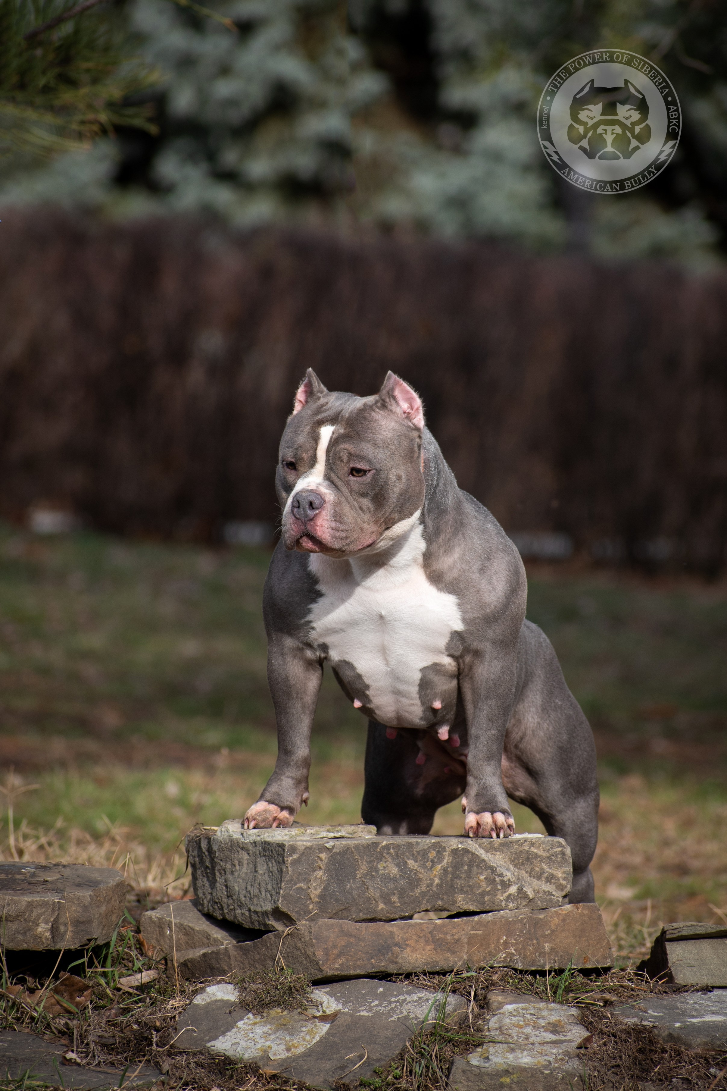 купить американского булли классик в Ростове