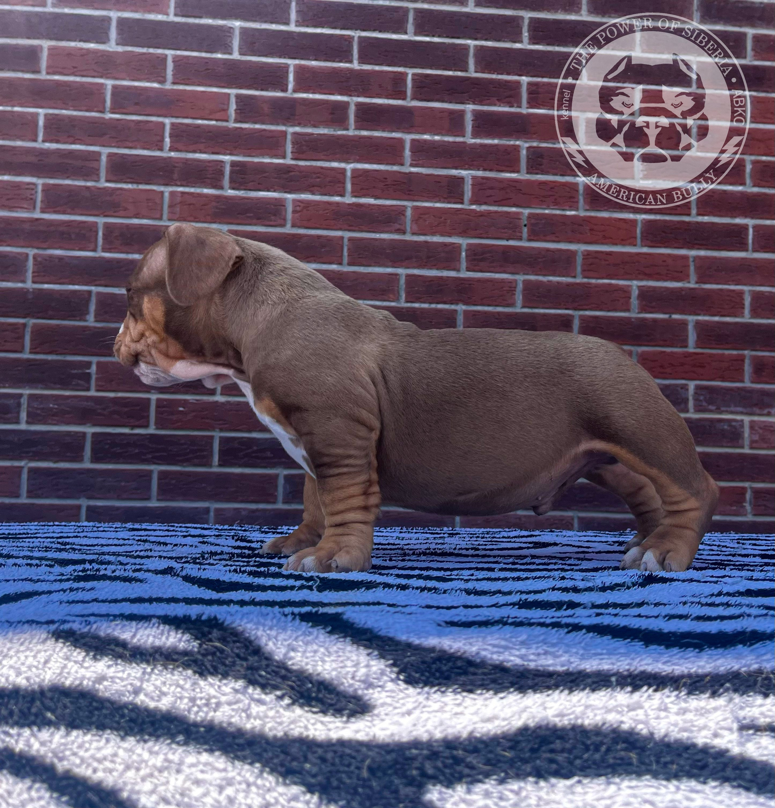 Помет Каспер и Асти. 13.04.25. Американский Булли в г. Ростов-на-Дону. Питомник THE POWER OF SIBERIA