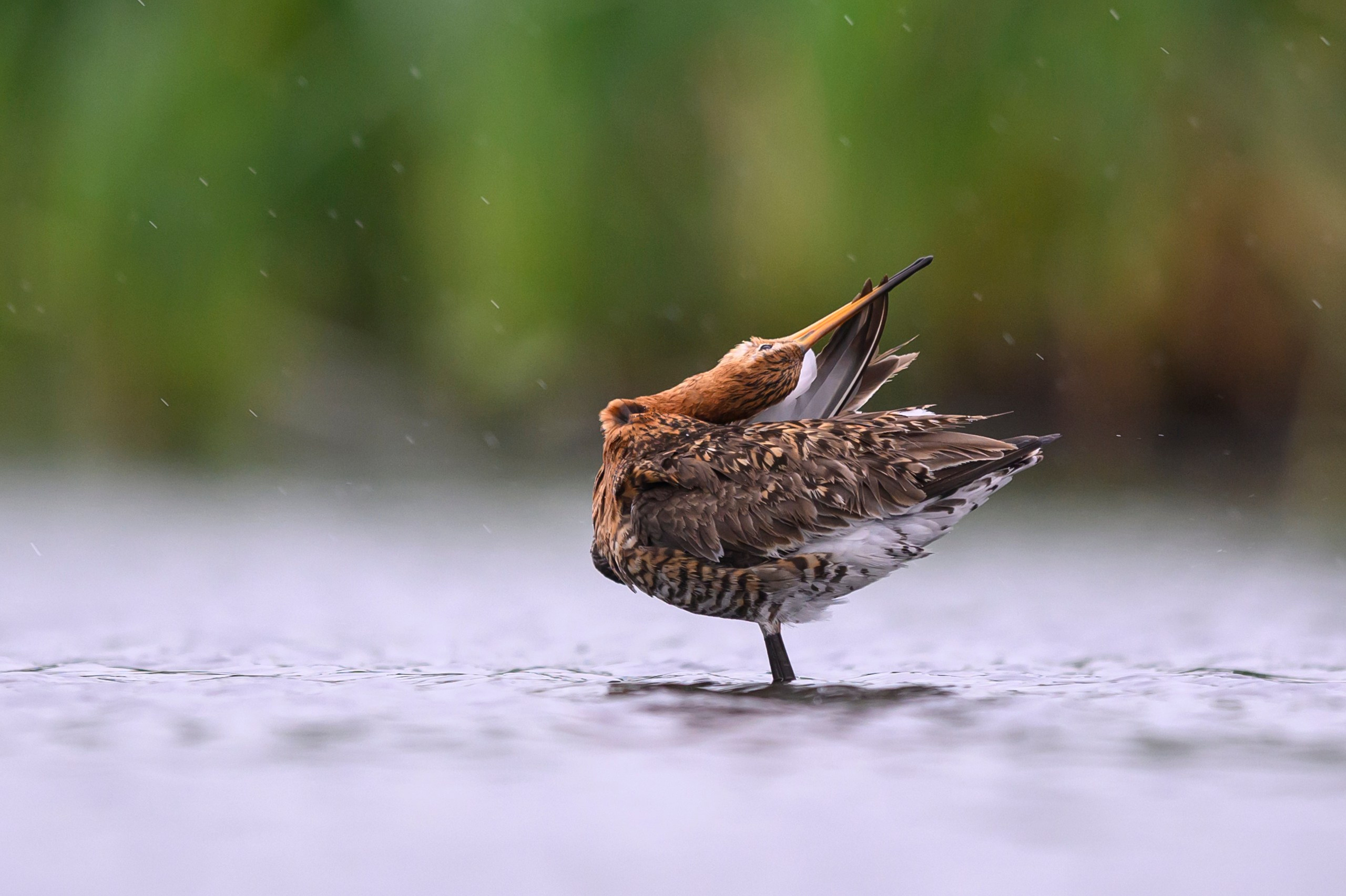 Поручейники и большой веретенник. Wildlife photography by Sergey Puponin