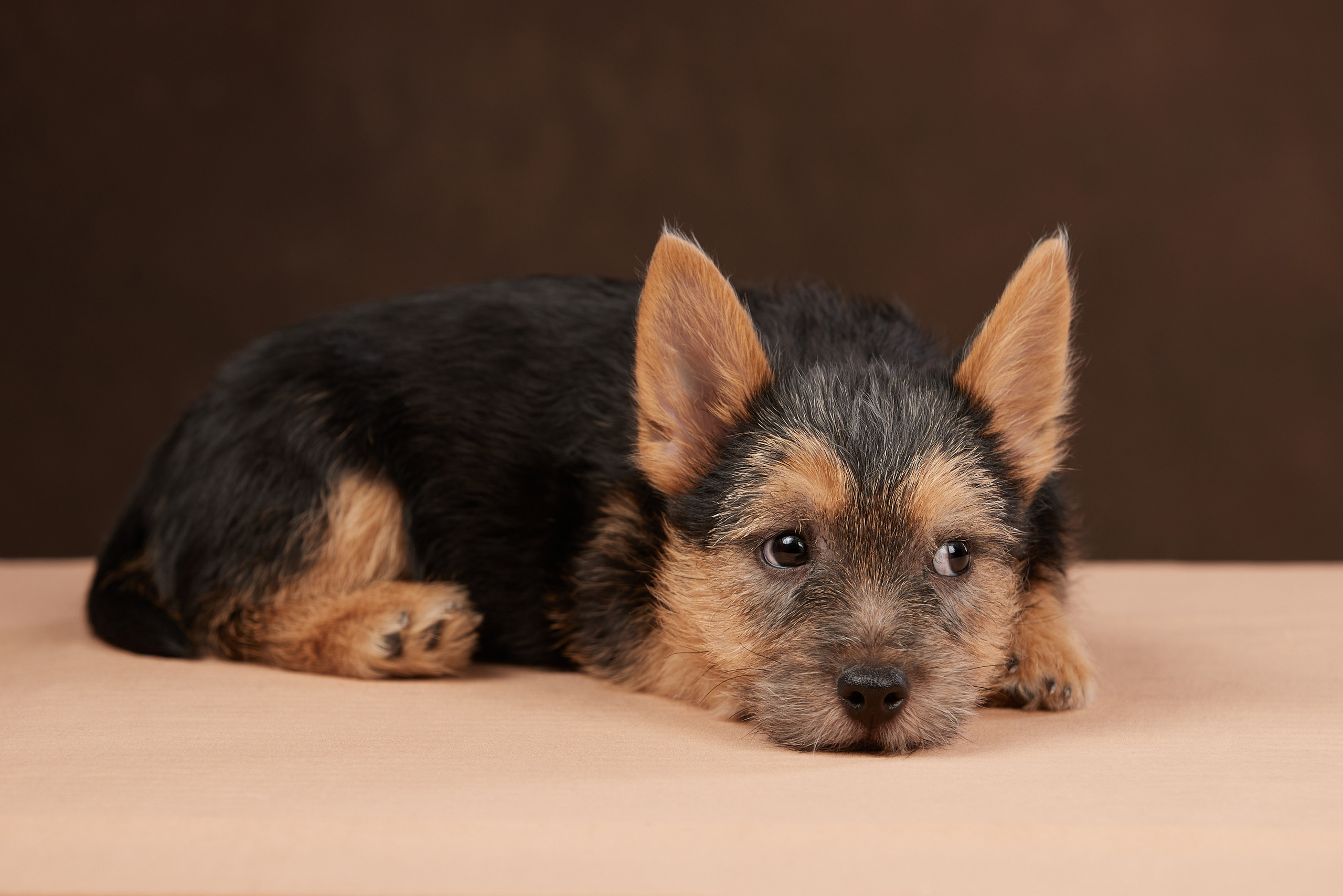 Съемка щенков на дому в Санкт-Петербурге, норвич-терьер