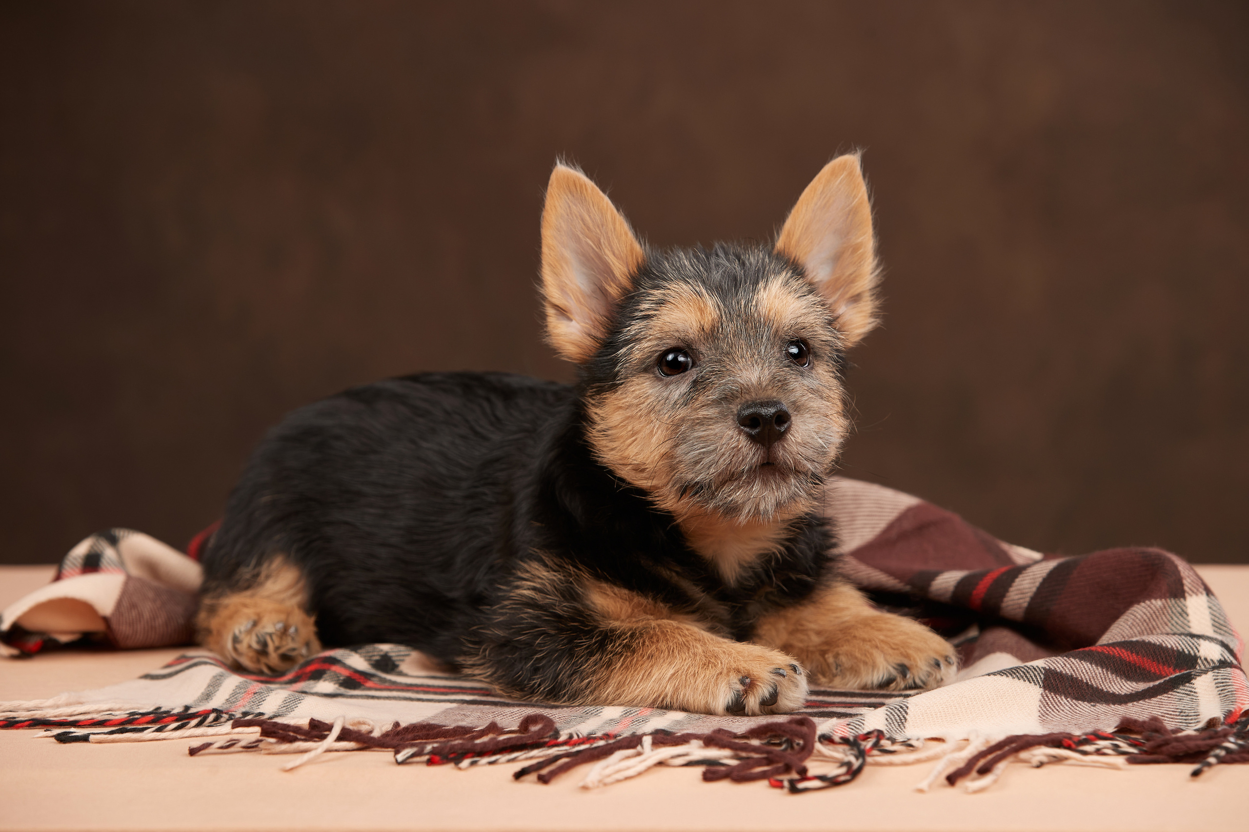 Съемка щенков на дому в Санкт-Петербурге, норвич-терьер