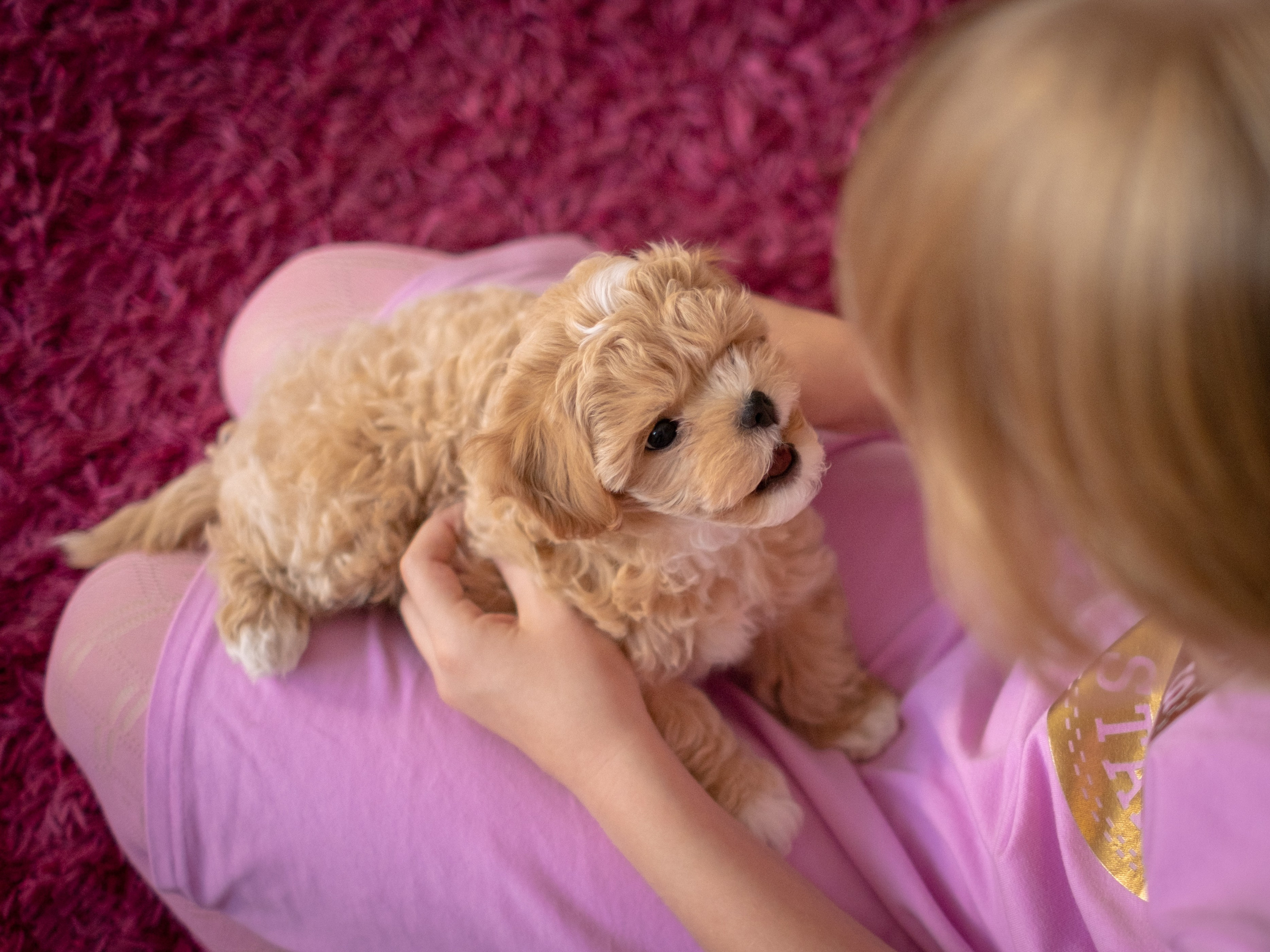 Студийная фотосессия щенков мальтипу. Зоофотограф, фотограф животных в Москве и области Дина Дамоцева