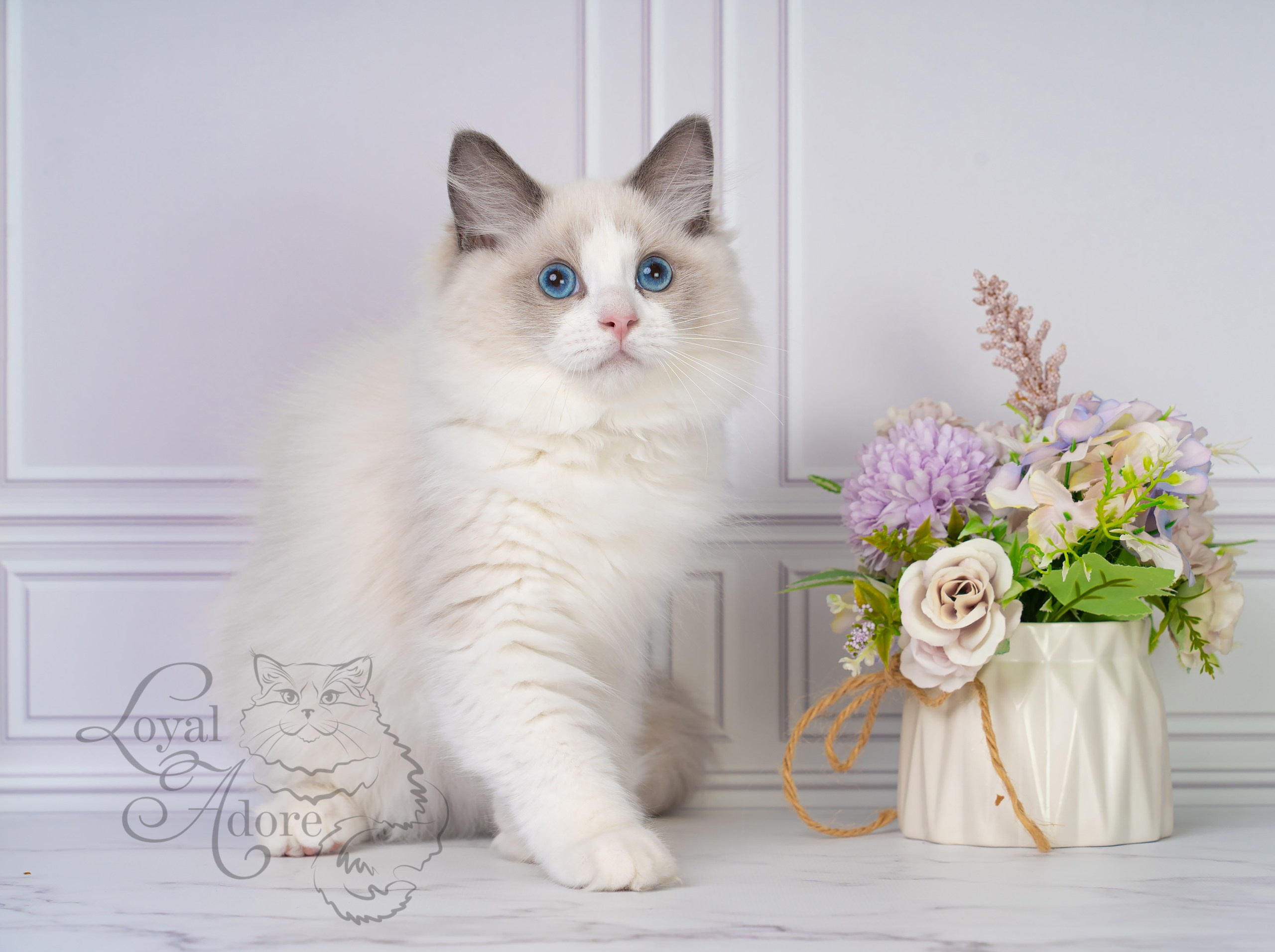 Котята рэгдолл от Loyal Adore. Питомник рэгдолл Loyal Adore