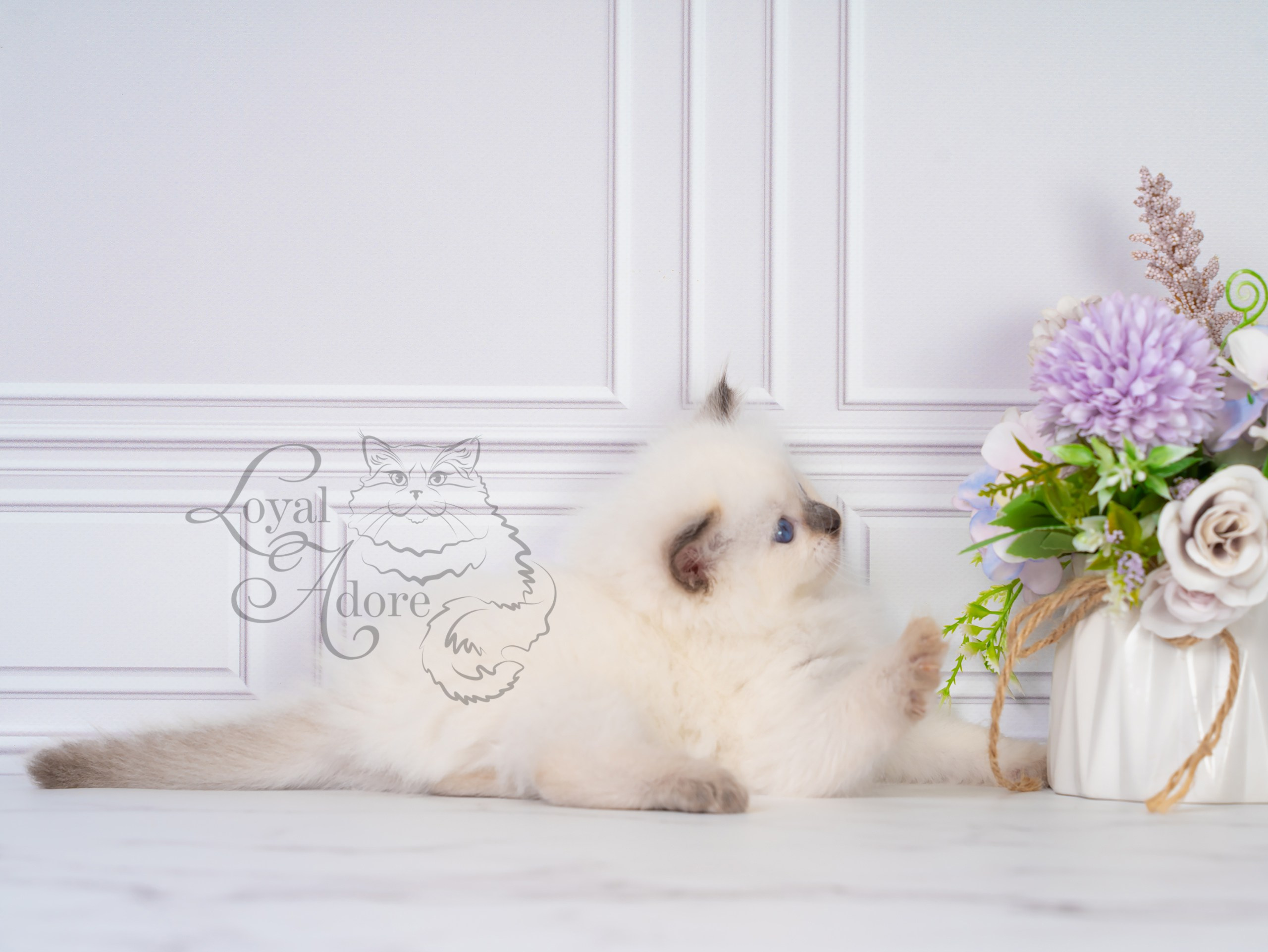 Котята рэгдолл от Loyal Adore. Питомник рэгдолл Loyal Adore